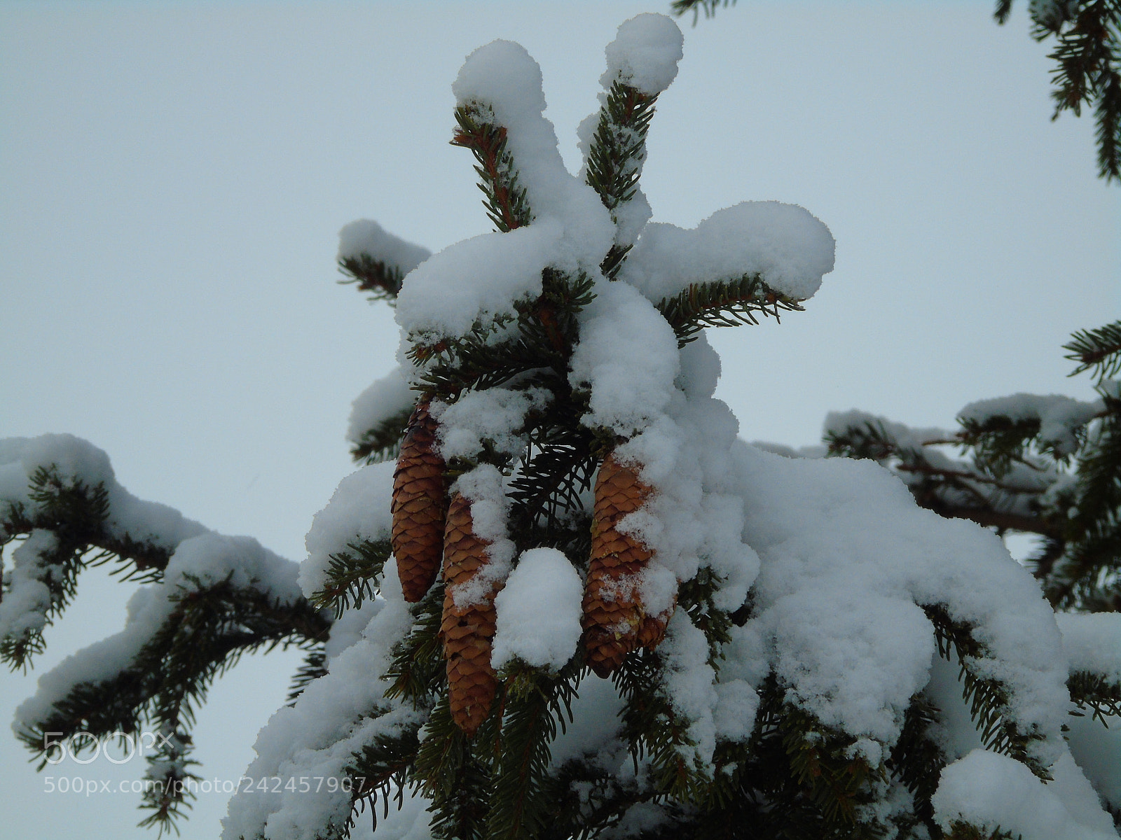 Sony Cyber-shot DSC-H400 sample photo. Pine cone and snow photography