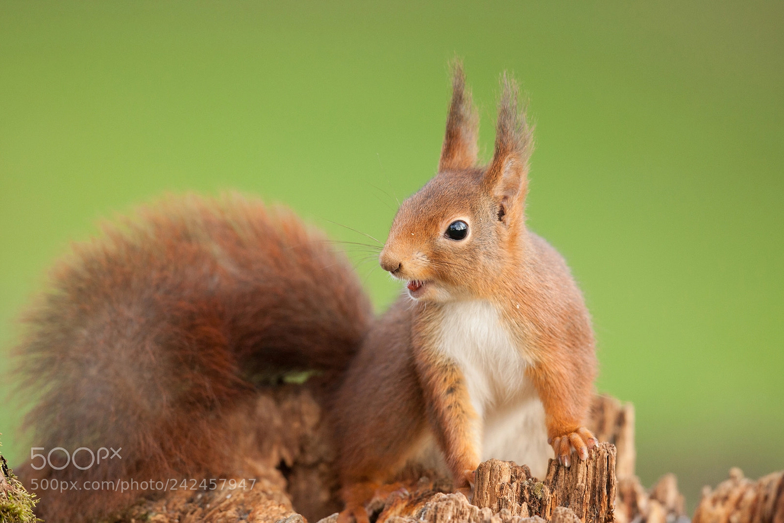 Canon EOS-1D Mark III sample photo. Rouquin du matin photography