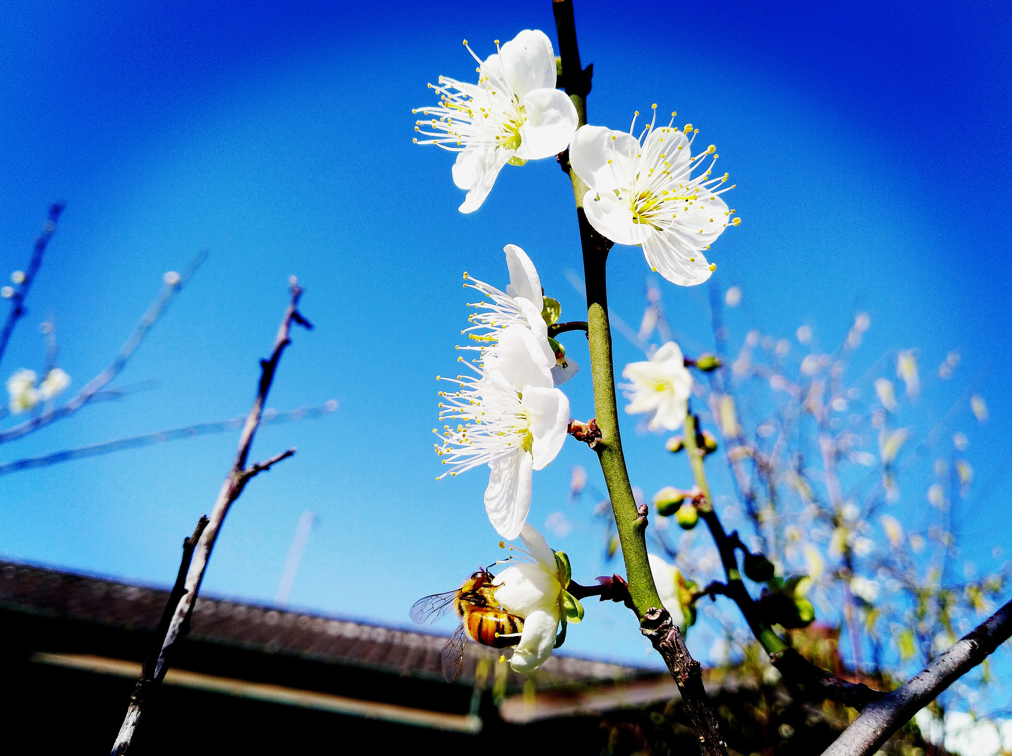 HUAWEI Y7 sample photo