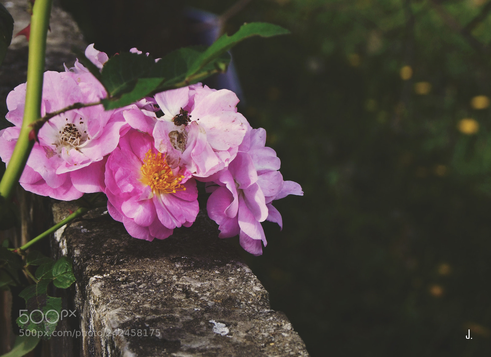 Fujifilm FinePix S100fs sample photo. Flower in dalat photography