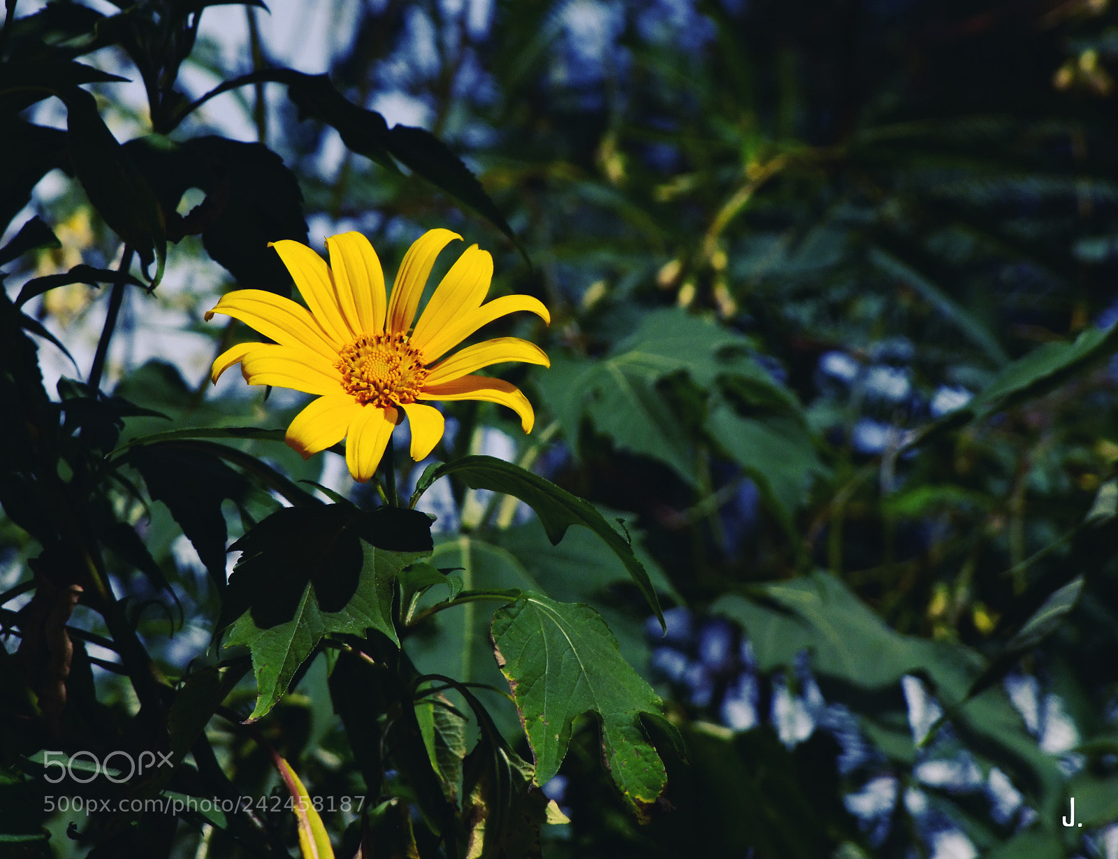 Fujifilm FinePix S100fs sample photo. Flower in dalat photography