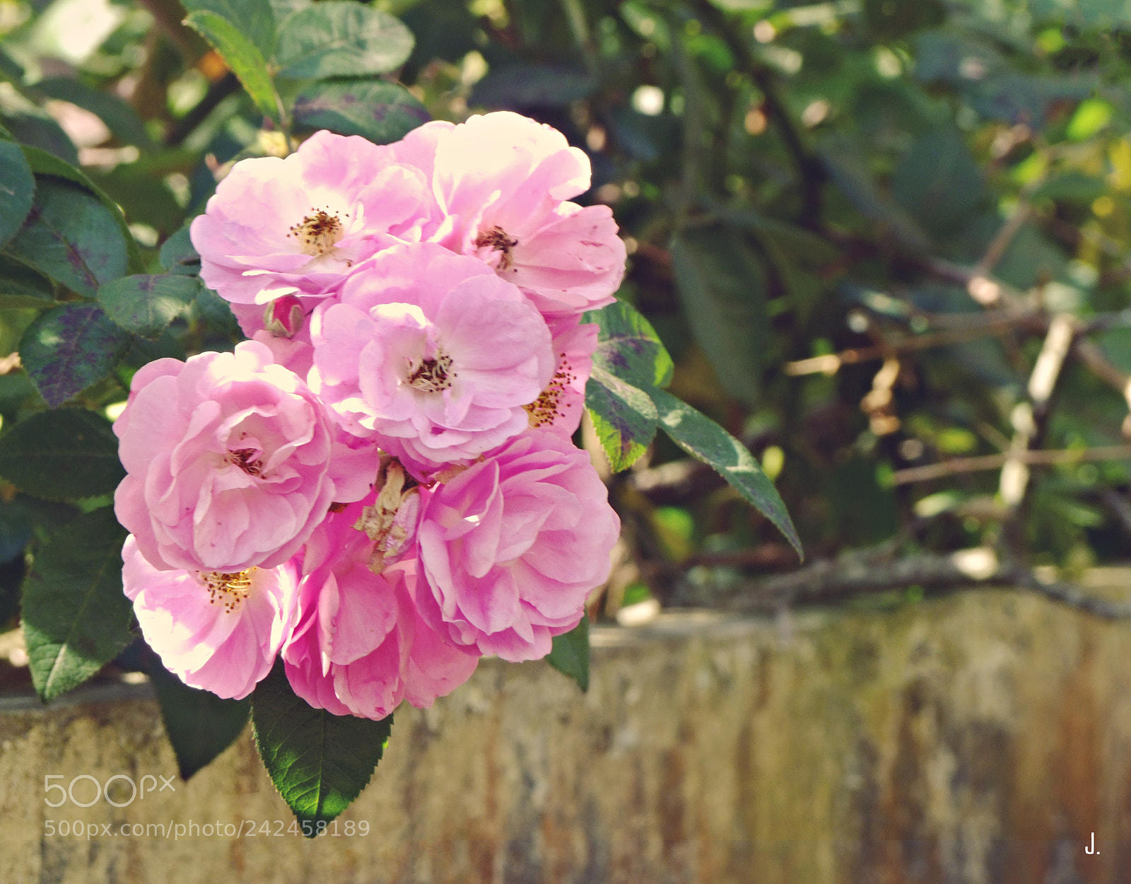 Fujifilm FinePix S100fs sample photo. Flower in dalat photography