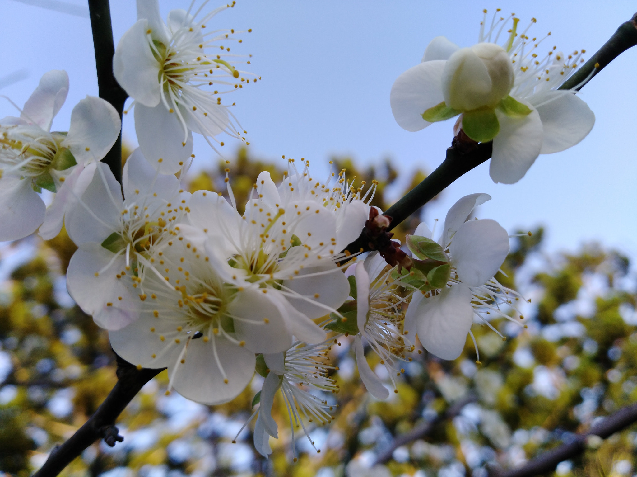 HUAWEI Y7 sample photo