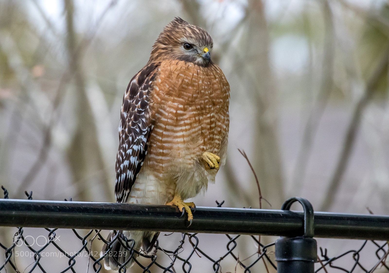 Canon EOS 7D Mark II sample photo. Hawk photography