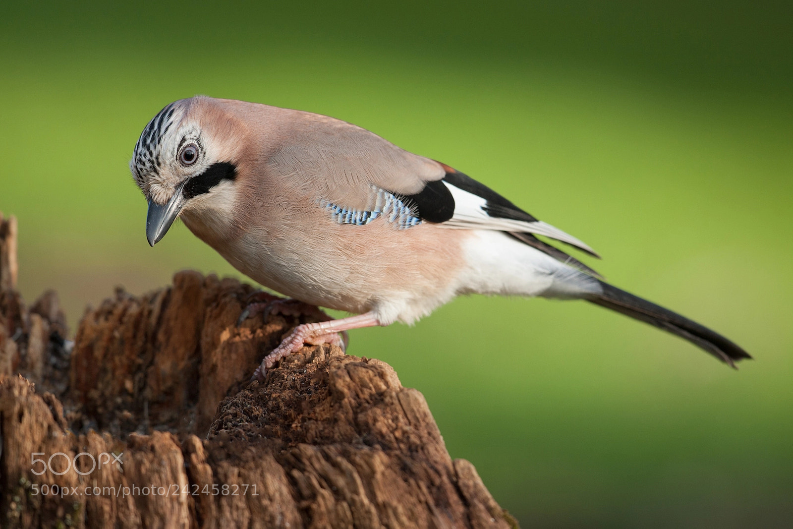 Canon EOS-1D Mark III sample photo. Jay photography