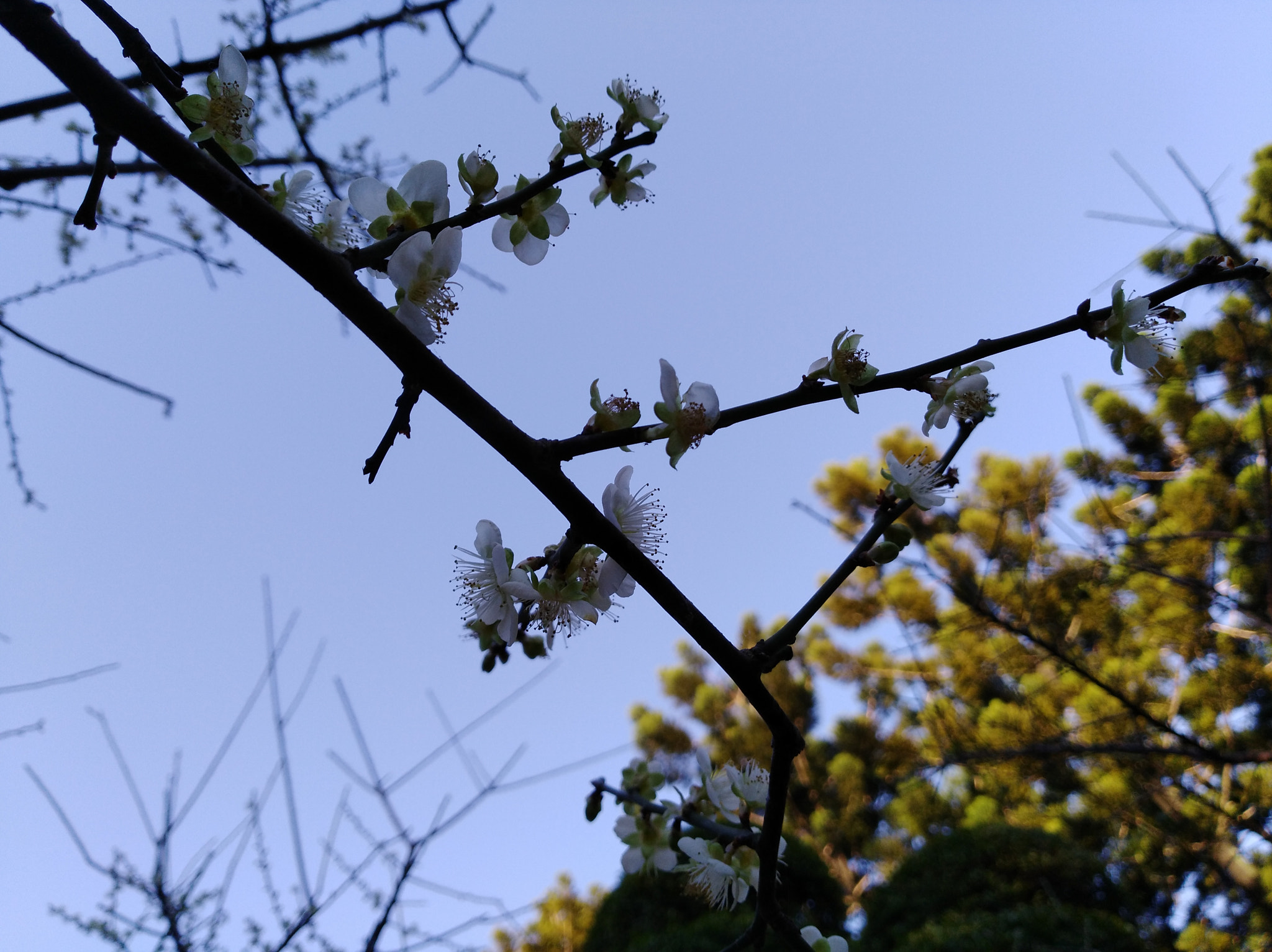 HUAWEI Y7 sample photo