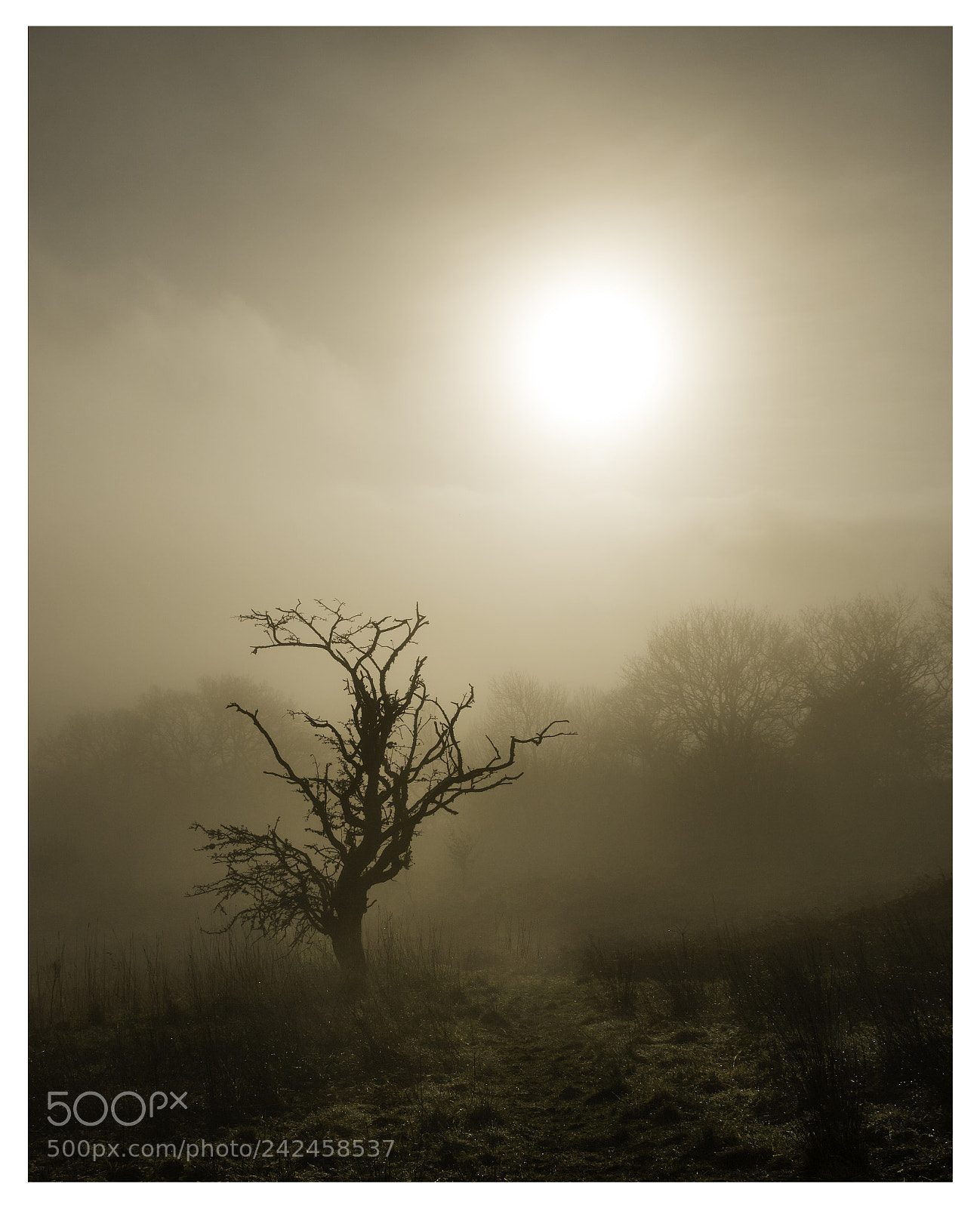 Canon EOS 760D (EOS Rebel T6s / EOS 8000D) sample photo. Sun through the mist 1 photography