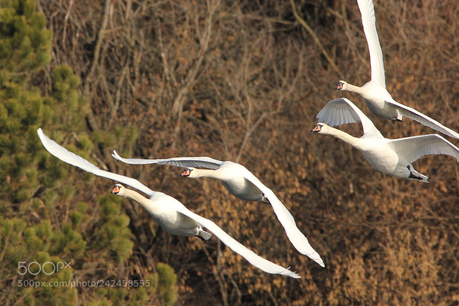 Canon EOS 550D (EOS Rebel T2i / EOS Kiss X4) sample photo. Swans photography