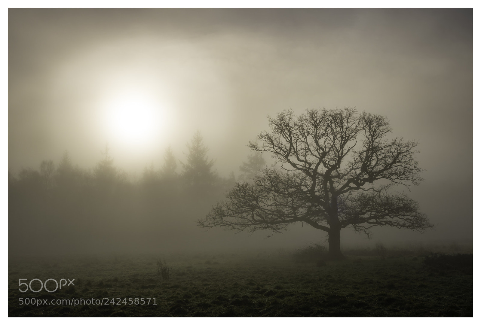 Canon EOS 760D (EOS Rebel T6s / EOS 8000D) sample photo. Sun through the mist 2 photography