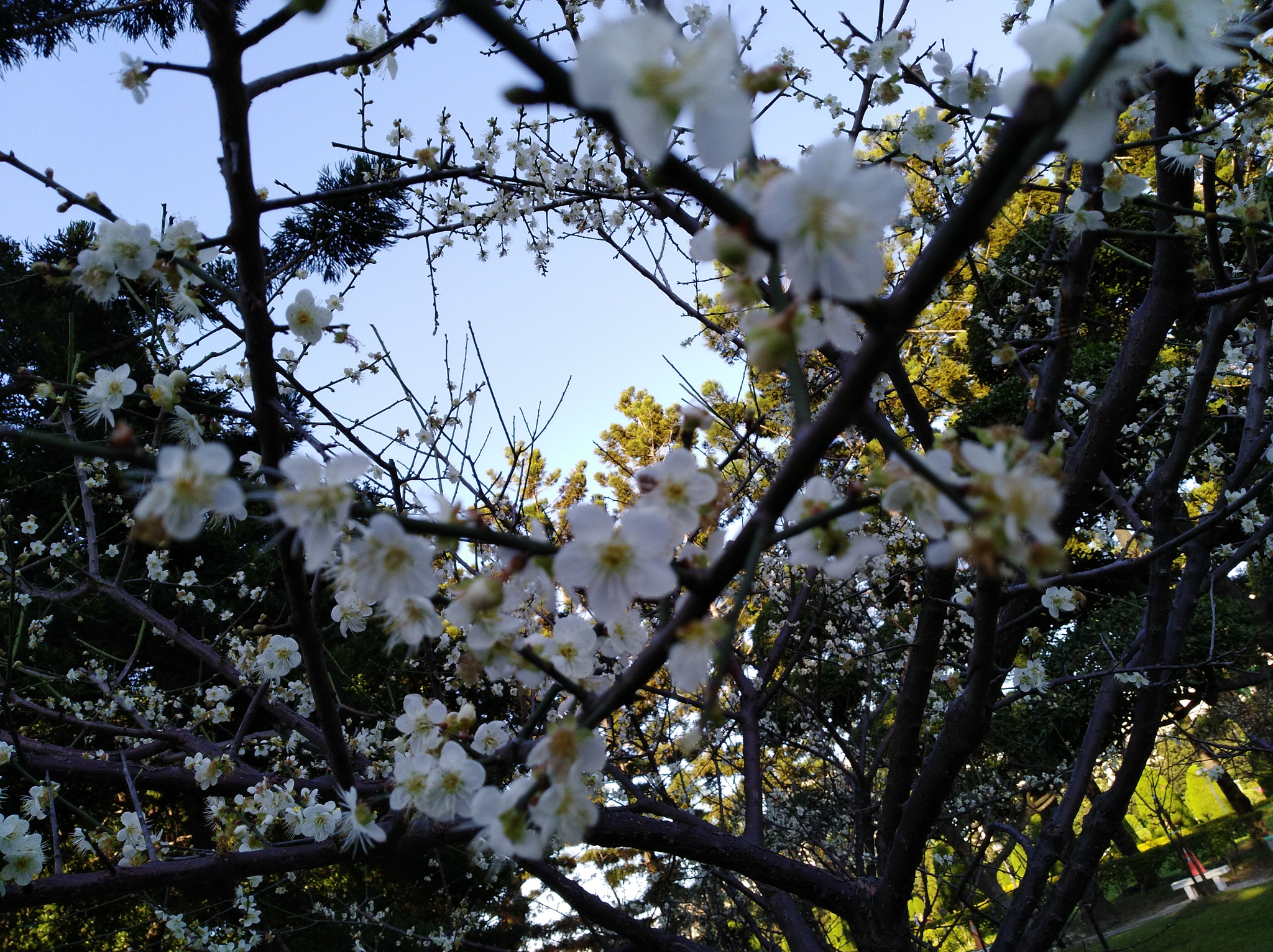 HUAWEI Y7 sample photo