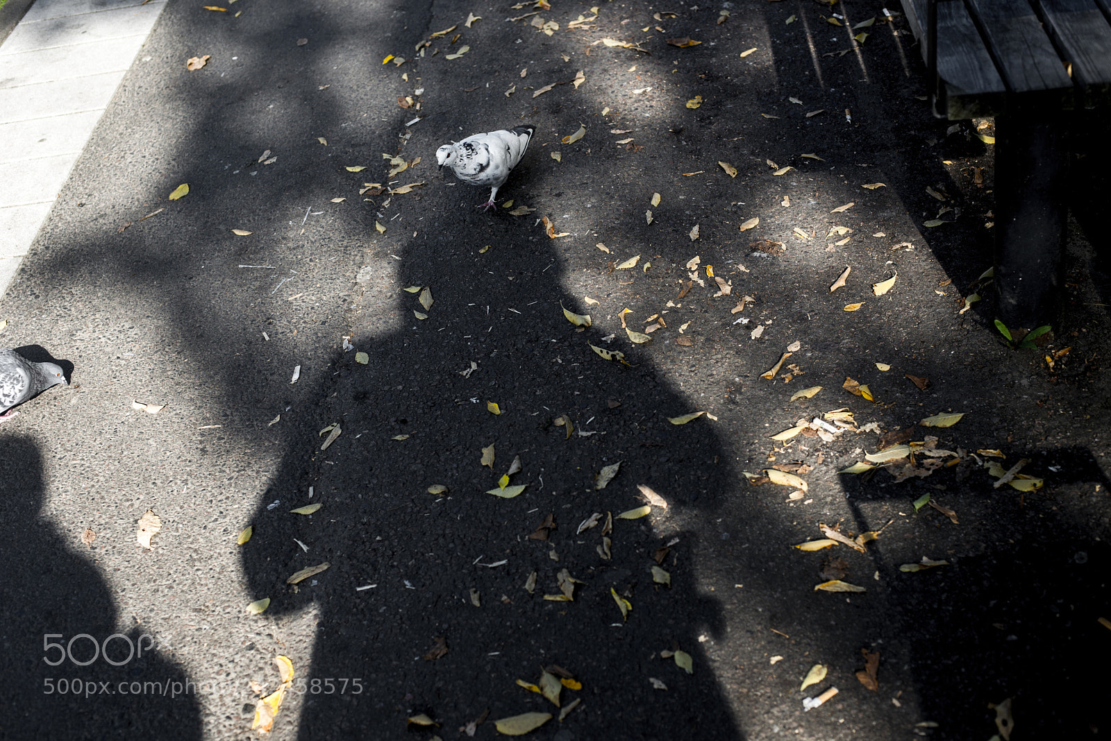 Nikon D600 sample photo. Pigeon photography