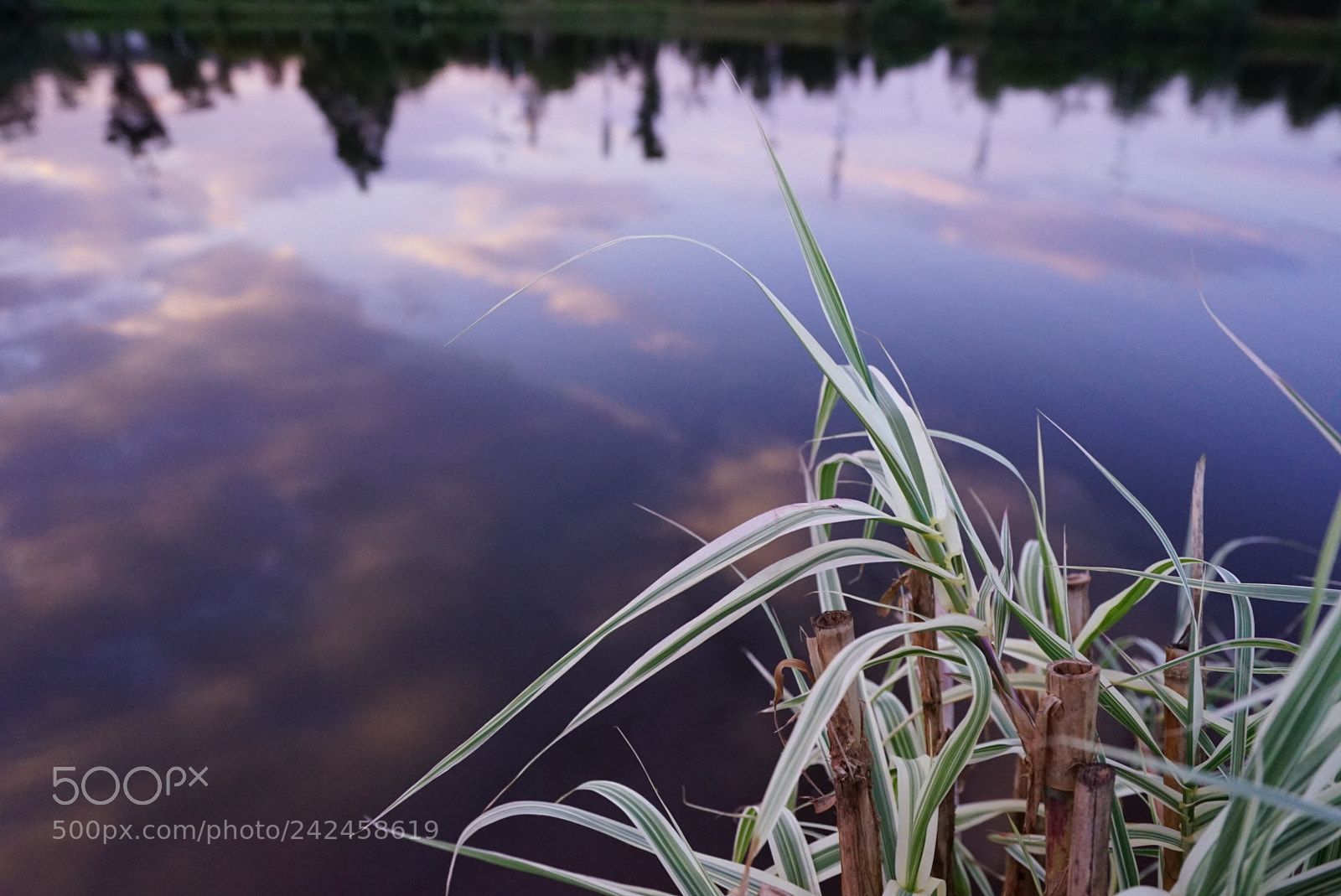 Sony a7 II sample photo. 泽湖 photography