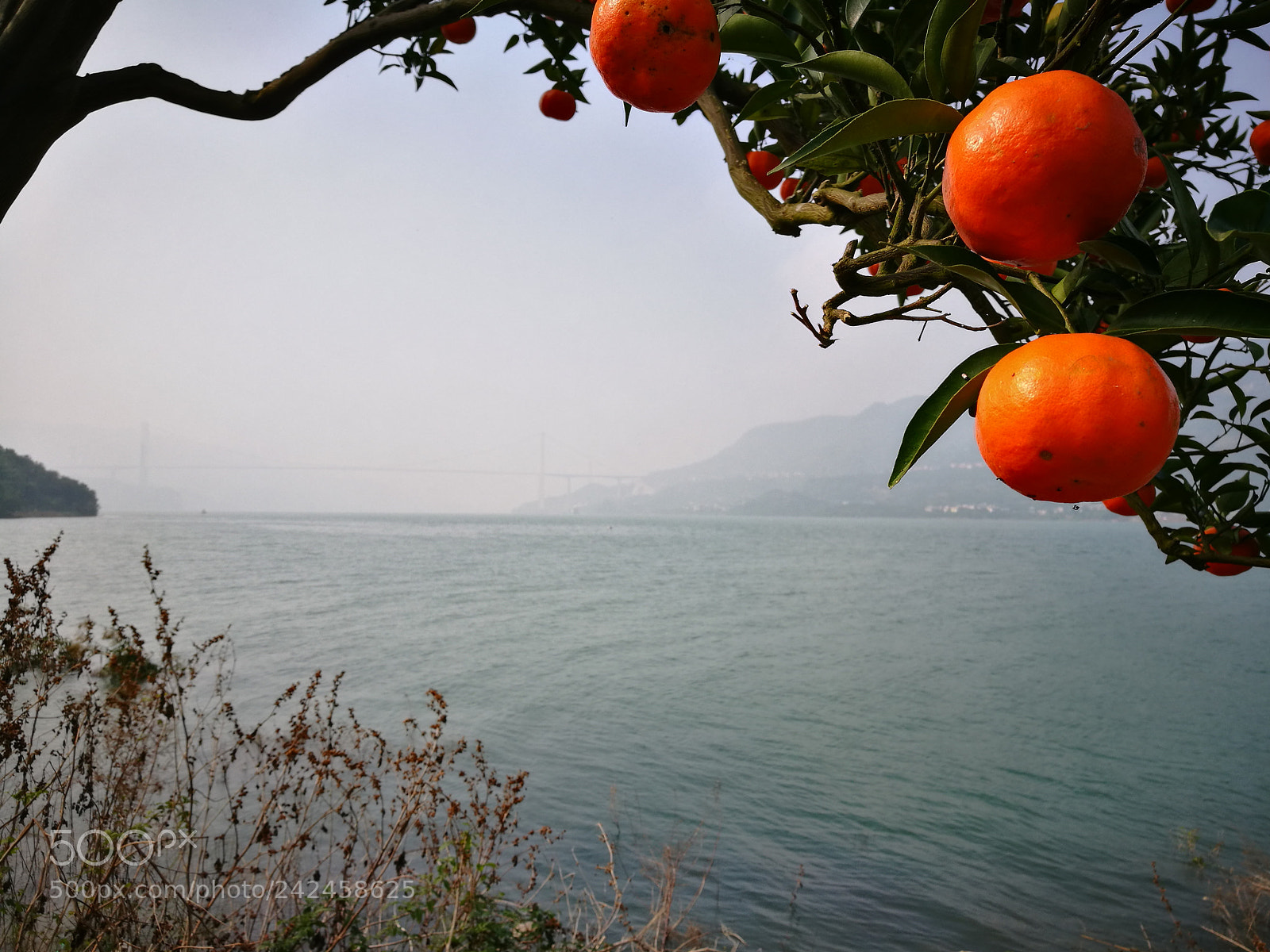 HUAWEI P9 sample photo. Riverside orange trees. photography