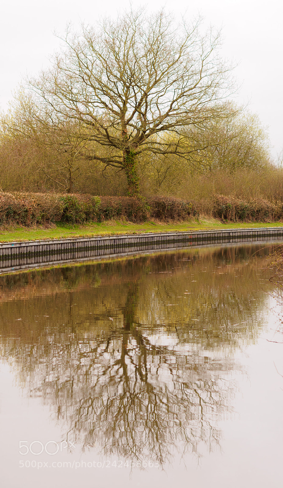 Olympus OM-D E-M10 sample photo. Tree on a canal photography