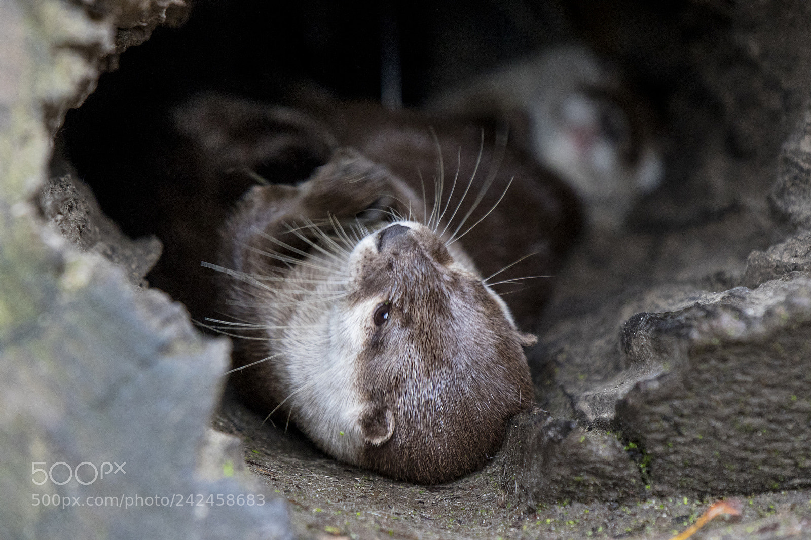 Canon EOS 7D Mark II sample photo. Asian small-clawed otter photography