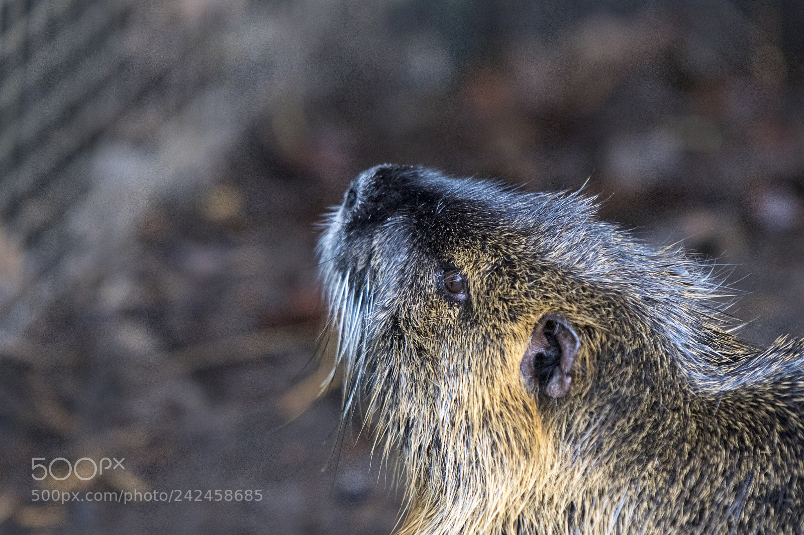 Canon EOS 7D Mark II sample photo. Coypu photography