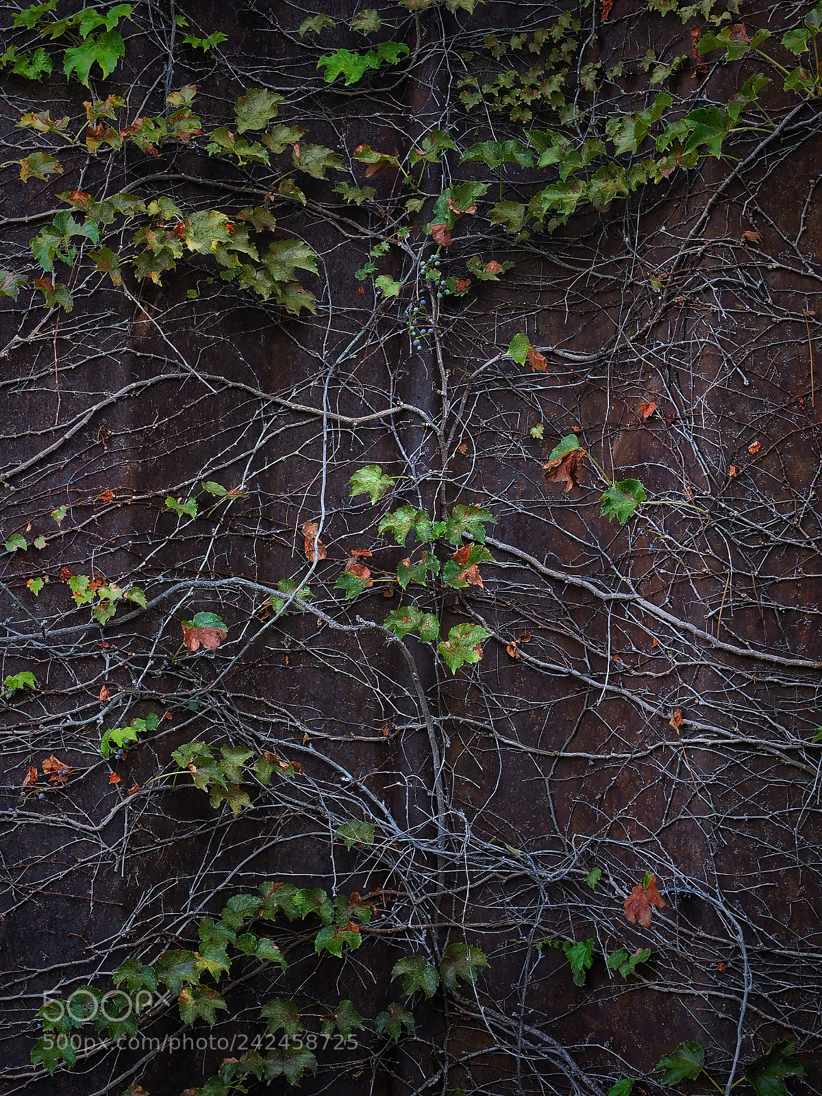 Olympus PEN E-P5 sample photo. Vines, leaves, and a photography