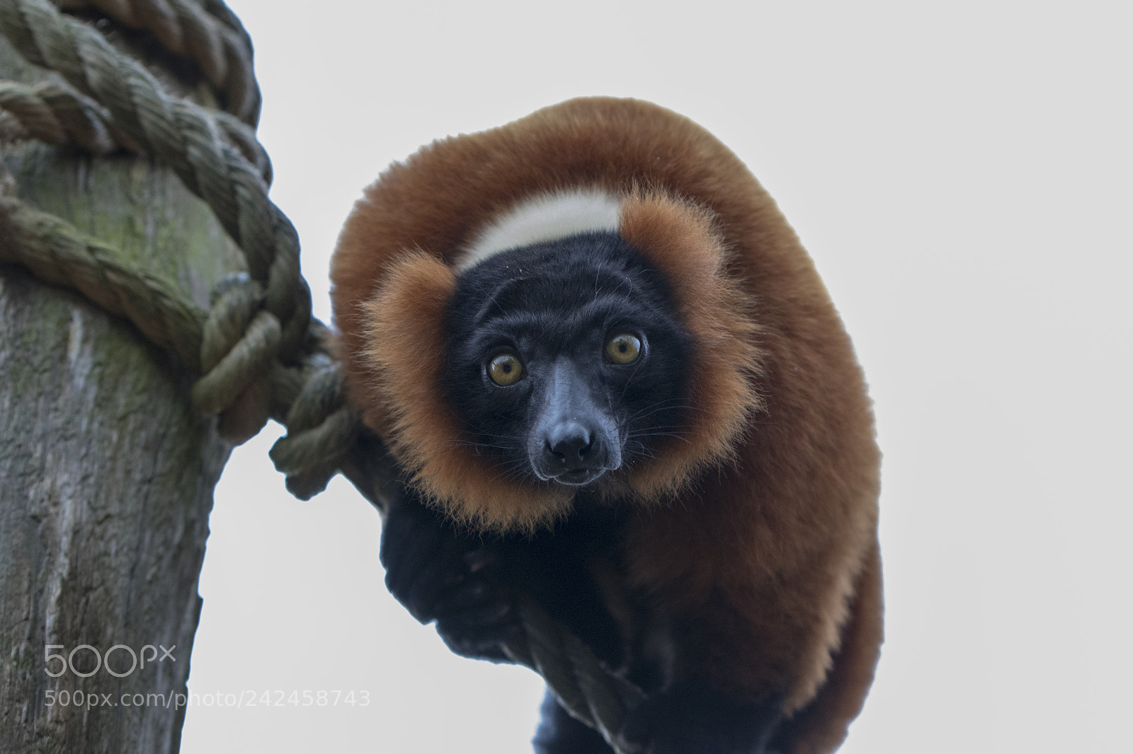 Canon EOS 7D Mark II sample photo. Red ruffed lemur photography