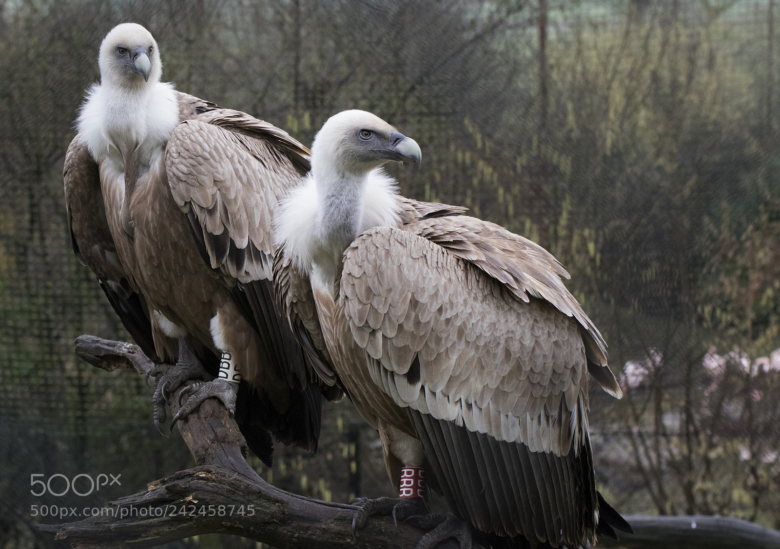Canon EOS 7D Mark II sample photo. Griffon vulture photography