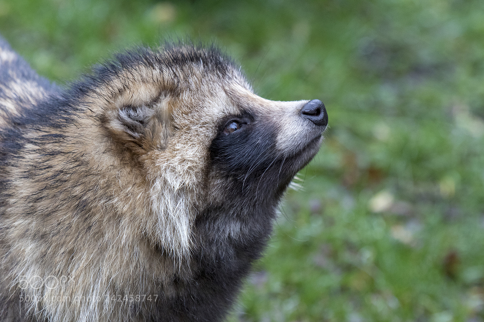 Canon EOS 7D Mark II sample photo. Raccoon dog photography