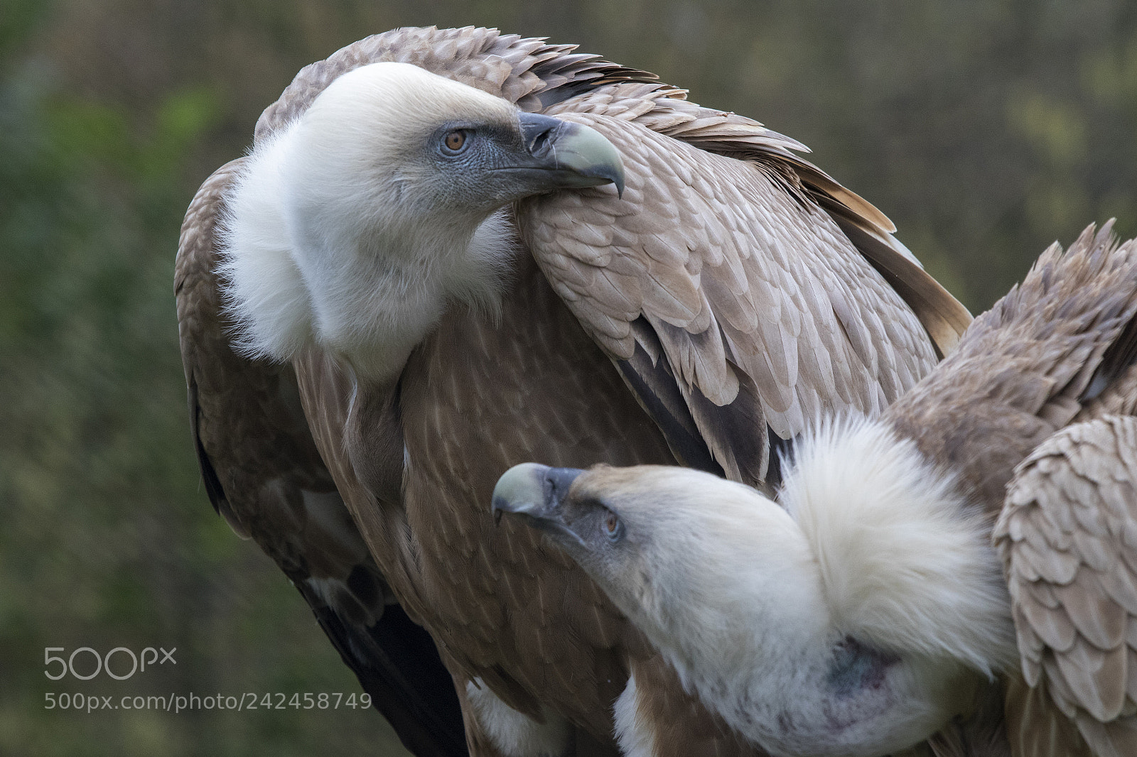Canon EOS 7D Mark II sample photo. Griffon vulture photography