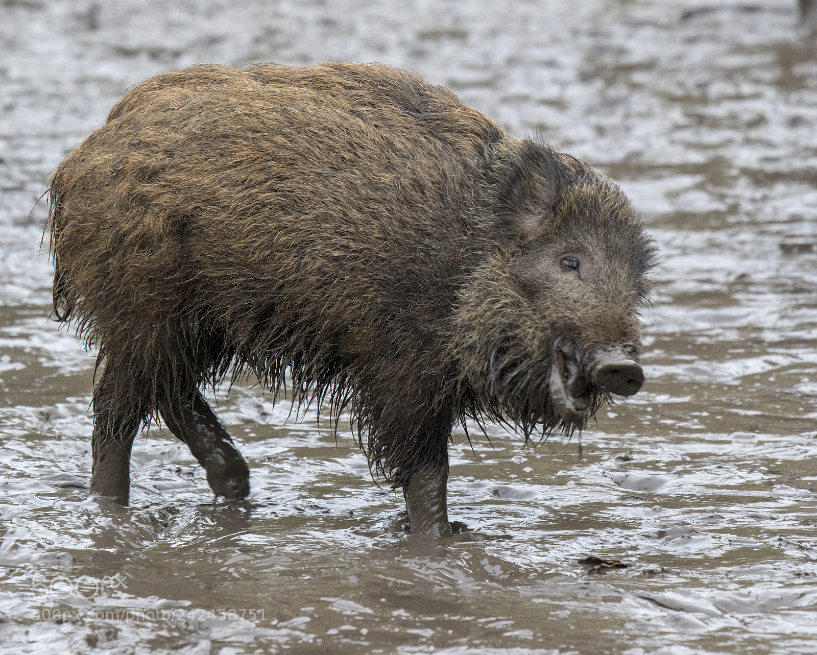 Canon EOS 7D Mark II sample photo. Wild boar photography