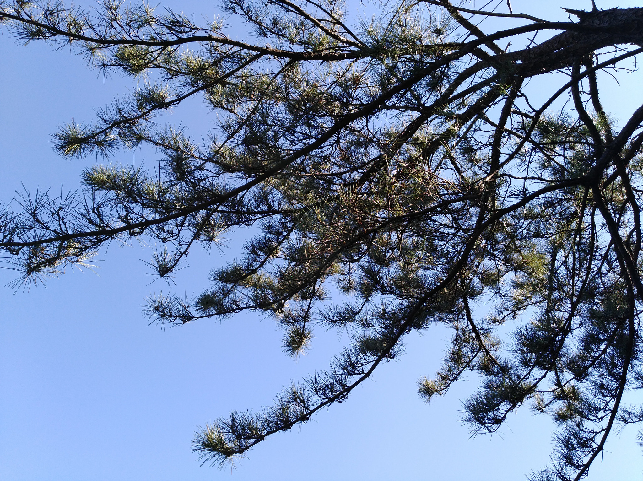 HUAWEI Y7 sample photo