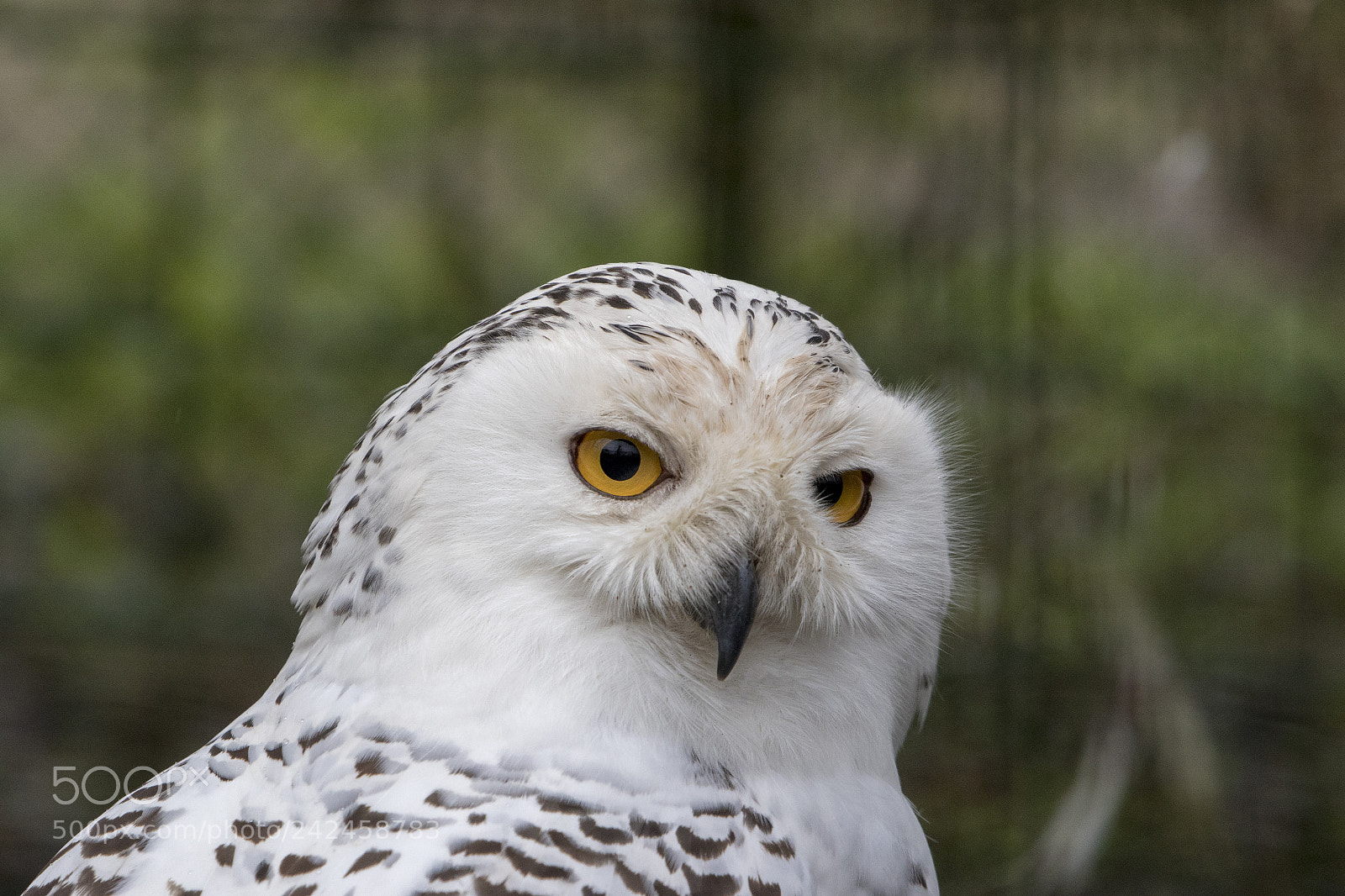 Canon EOS 7D Mark II sample photo. Snowy owl photography