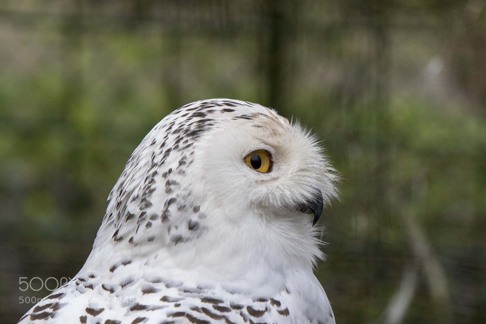 Canon EOS 7D Mark II sample photo. Snowy owl photography