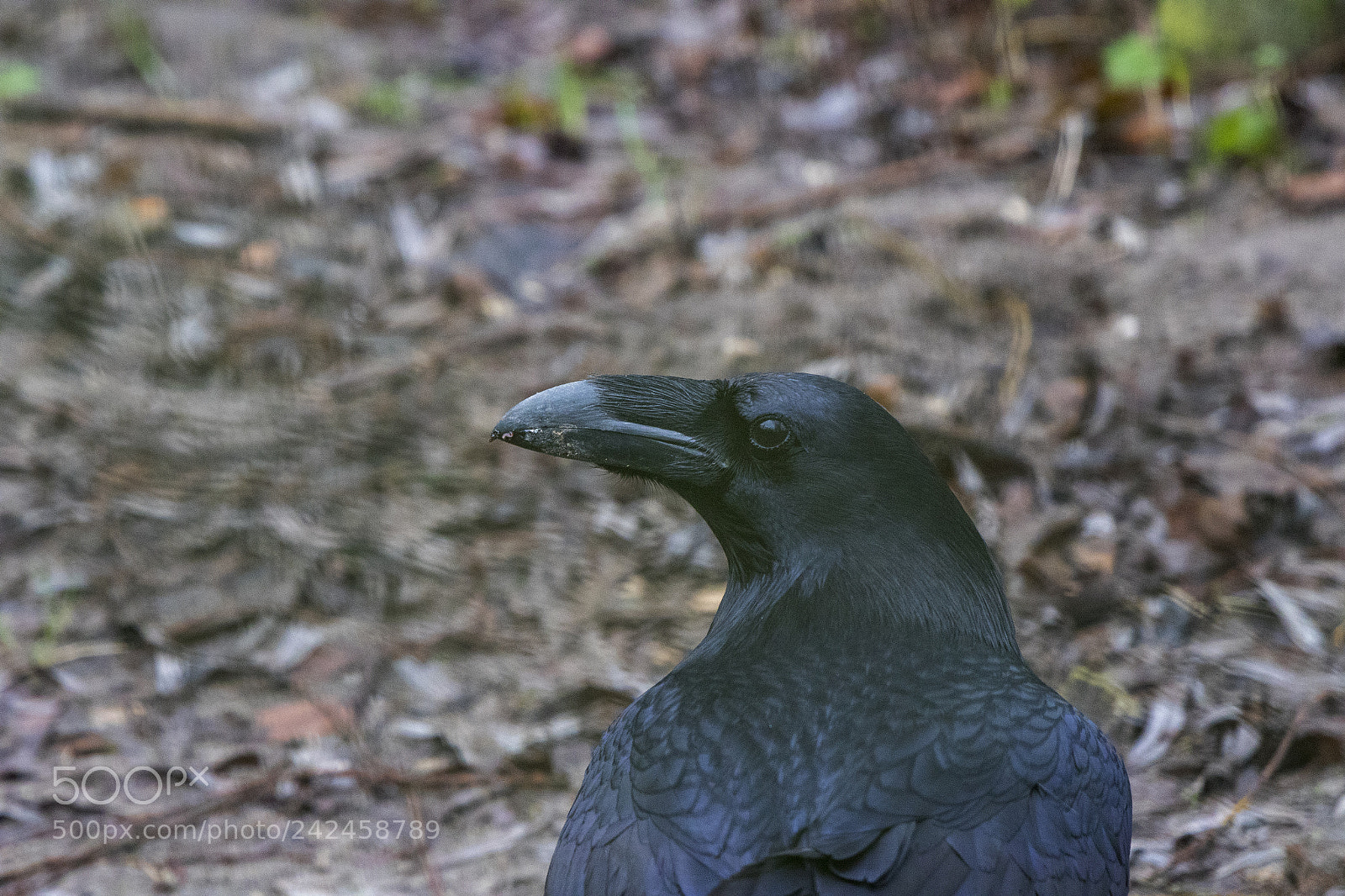 Canon EOS 7D Mark II sample photo. Raven photography