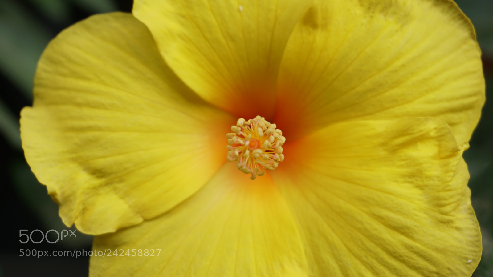 Sony a6300 sample photo. Yellow blossom photography
