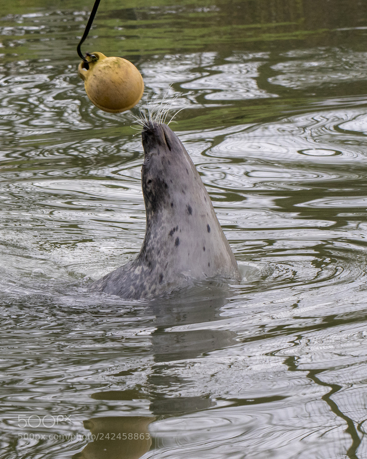 Canon EOS 7D Mark II sample photo. Seal photography