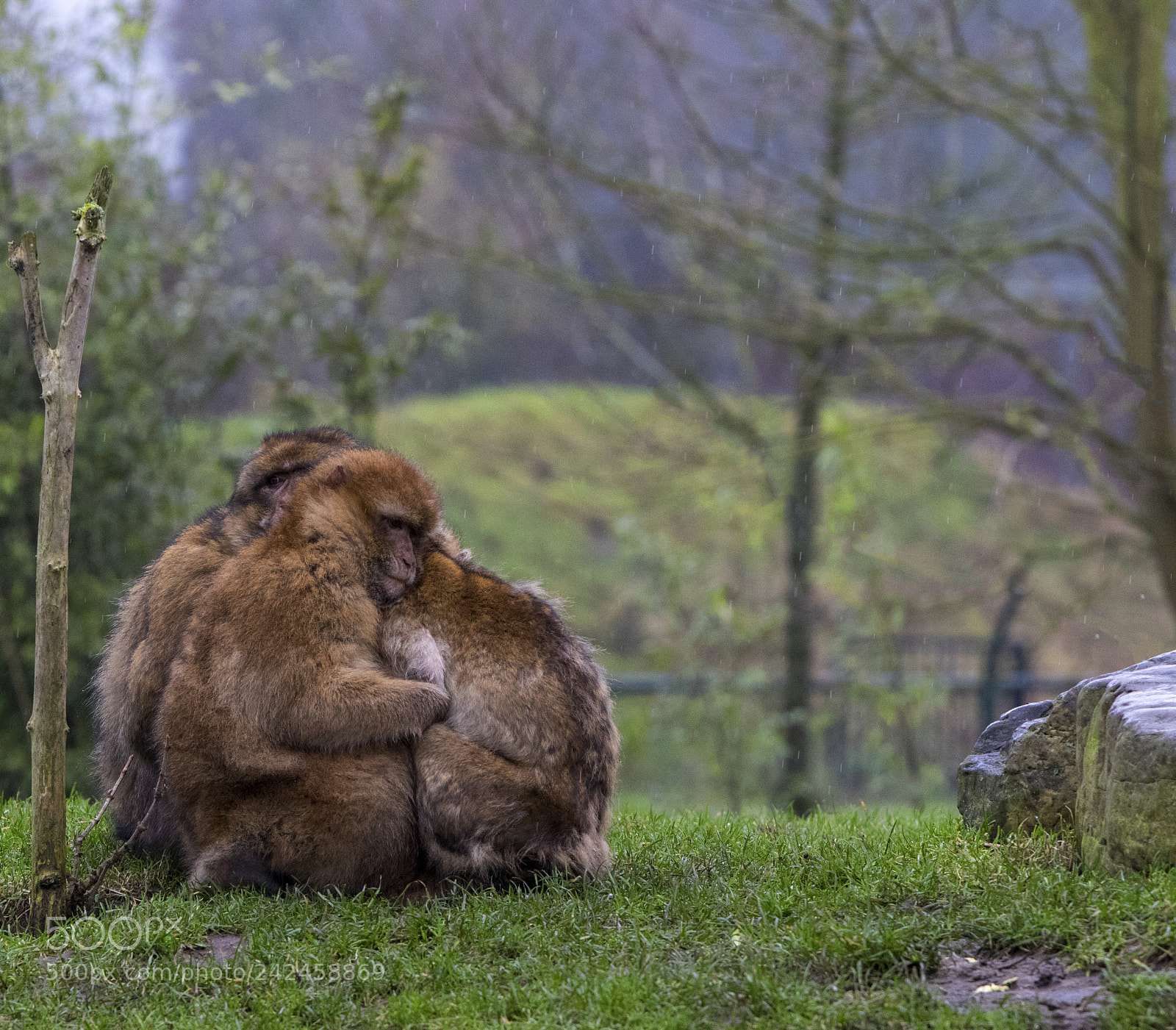 Canon EOS 7D Mark II sample photo. Barbary macaque photography