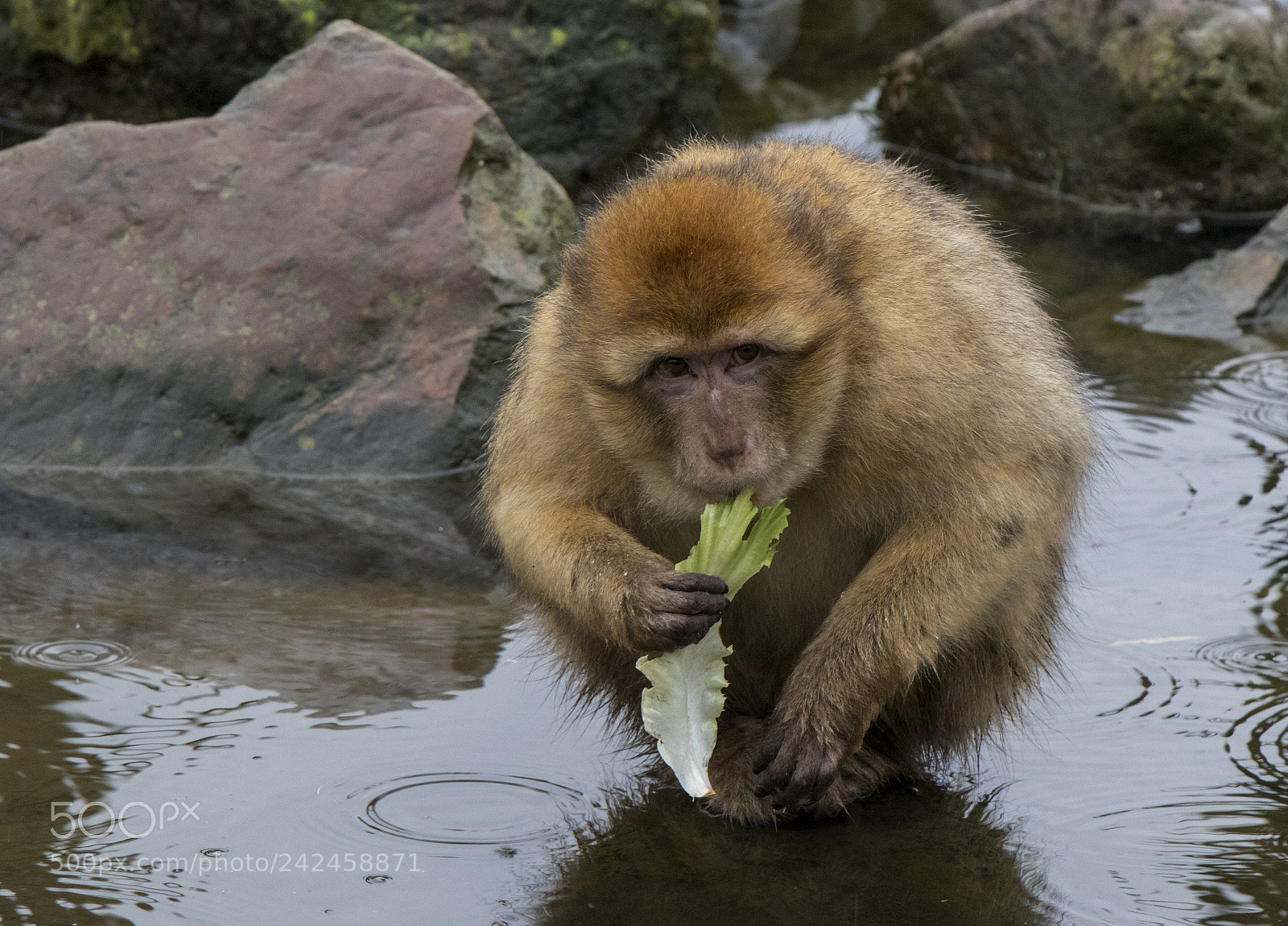 Canon EOS 7D Mark II sample photo. Barbary macaque photography
