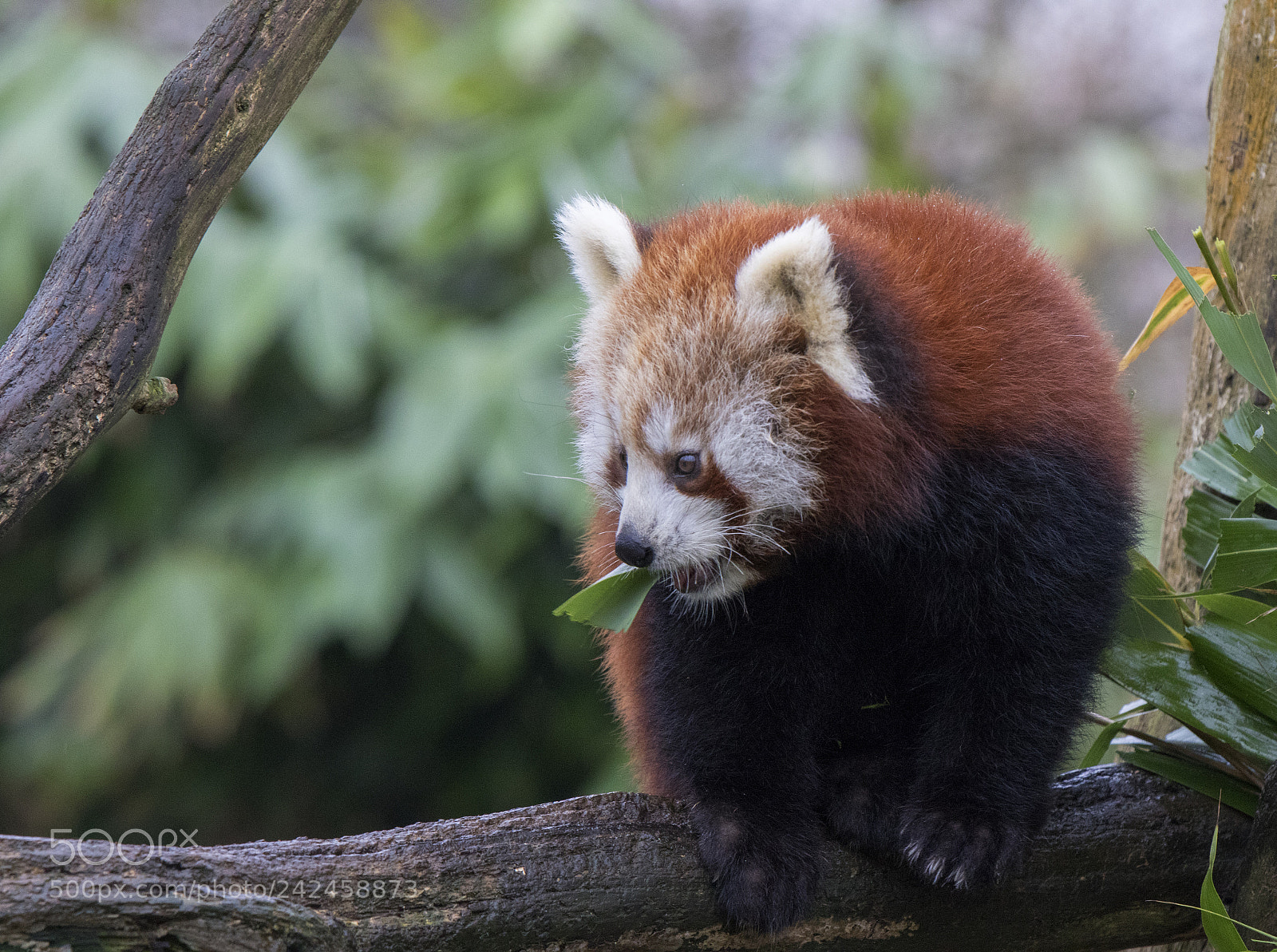 Canon EOS 7D Mark II sample photo. Red panda photography