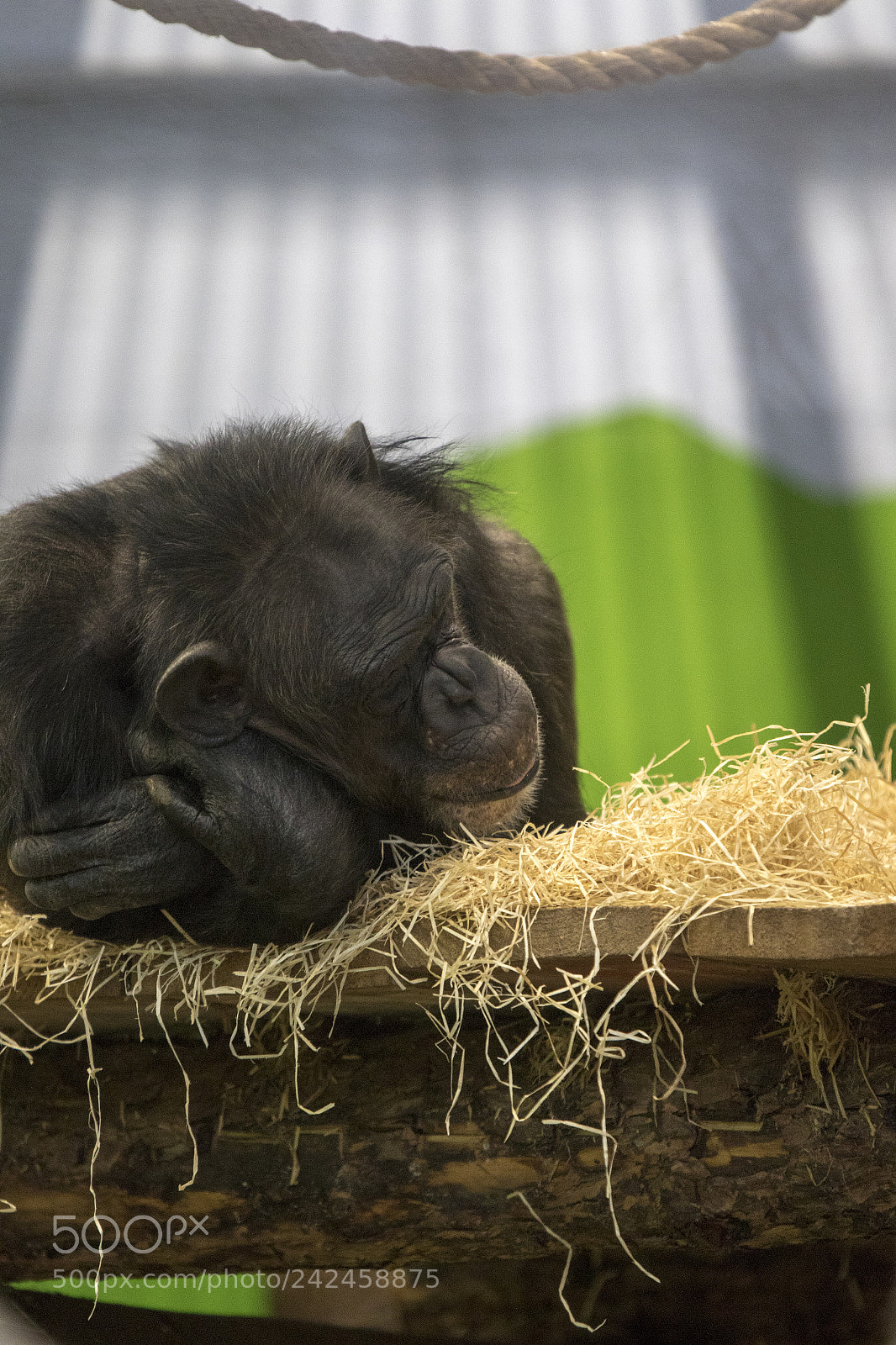 Canon EOS 7D Mark II sample photo. Common chimpanzee photography