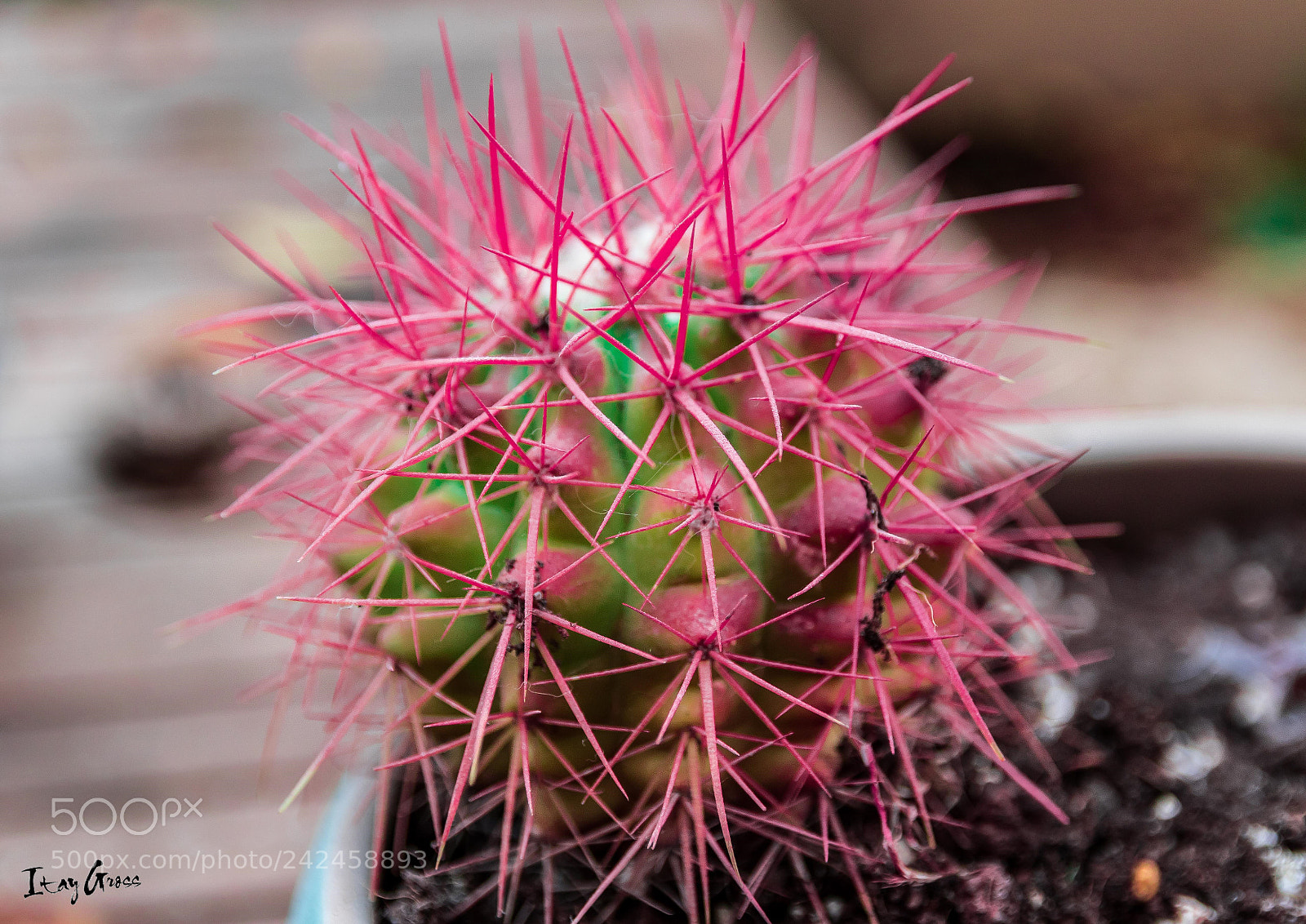 Canon EOS 7D Mark II sample photo. Untitled photography