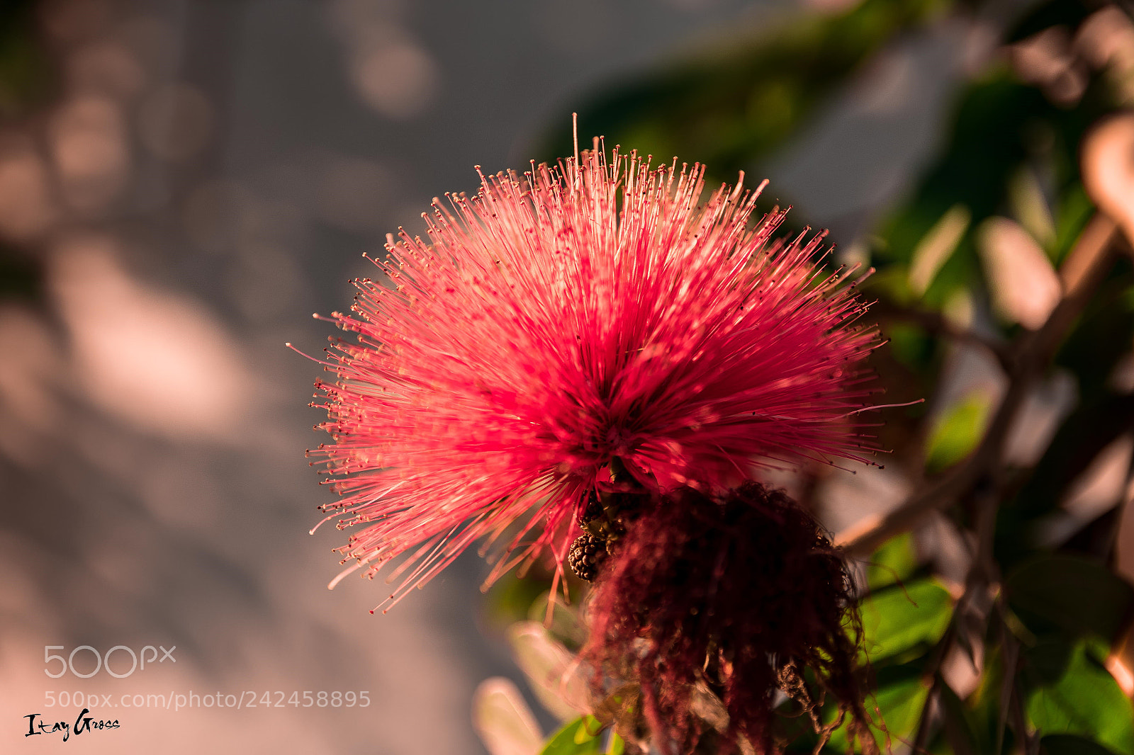 Canon EOS 7D Mark II sample photo. Untitled photography