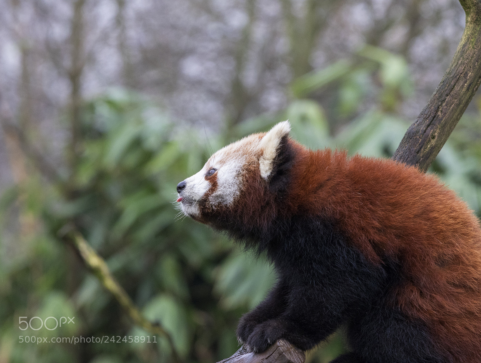 Canon EOS 7D Mark II sample photo. Red panda photography
