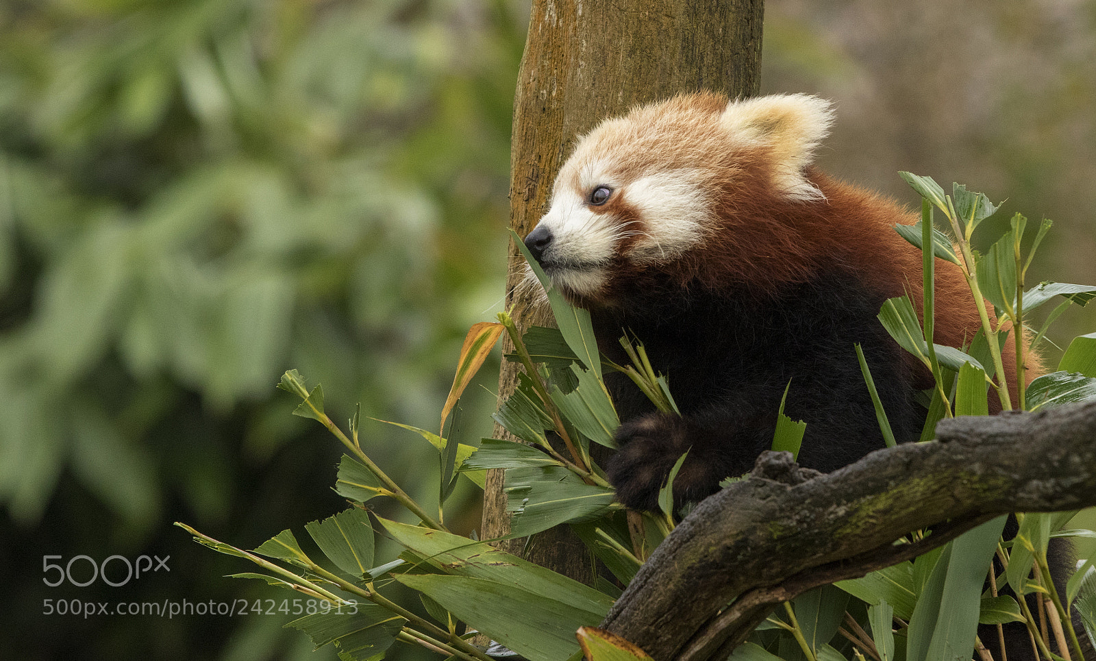 Canon EOS 7D Mark II sample photo. Red panda photography