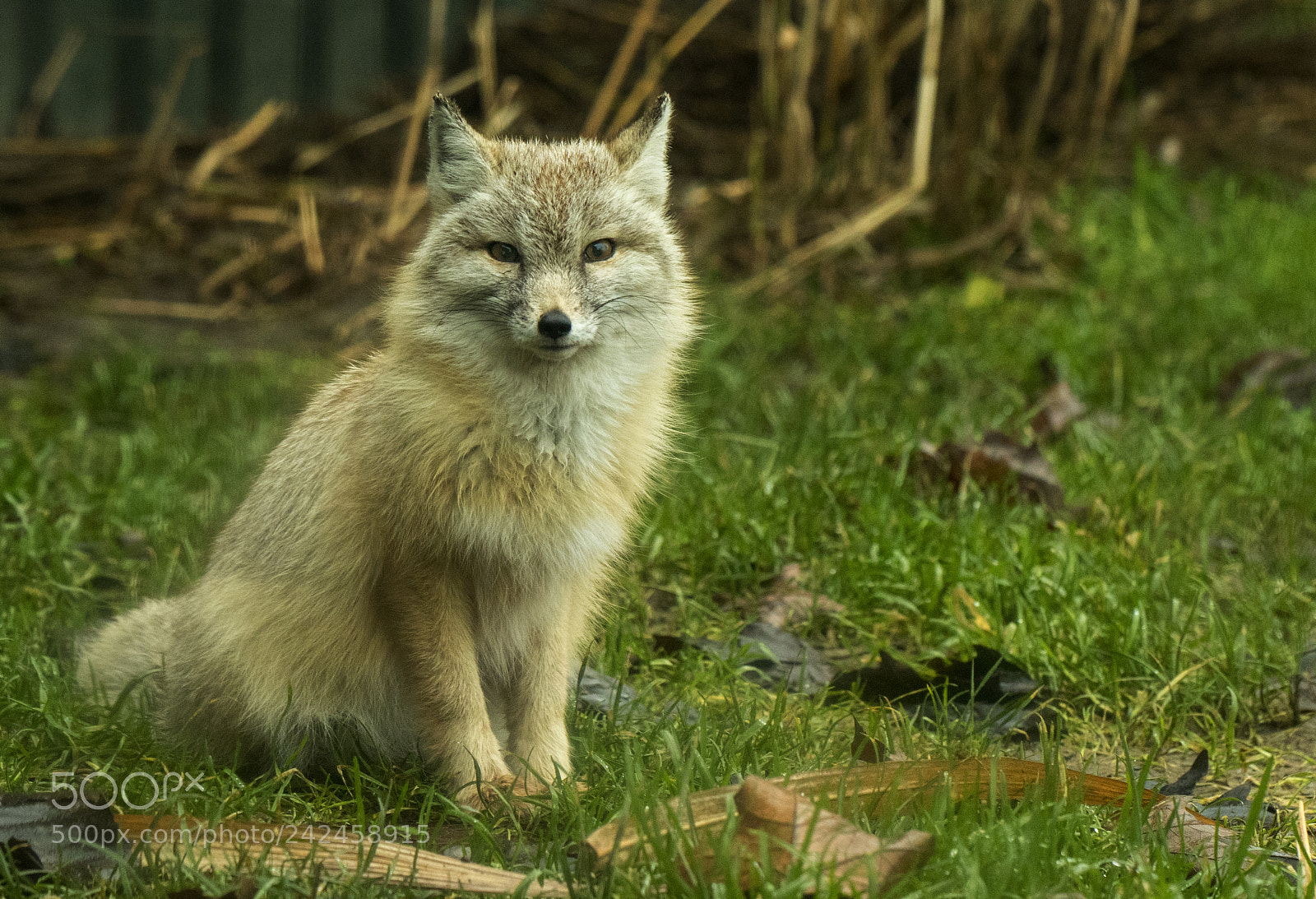 Canon EOS 7D Mark II sample photo. Silver fox photography