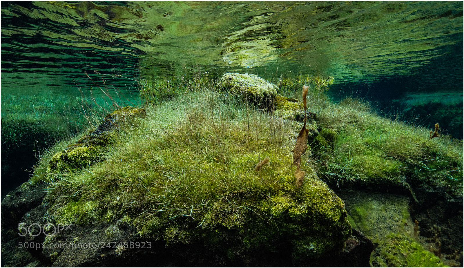 Nikon D800E sample photo. Underwater meadow photography