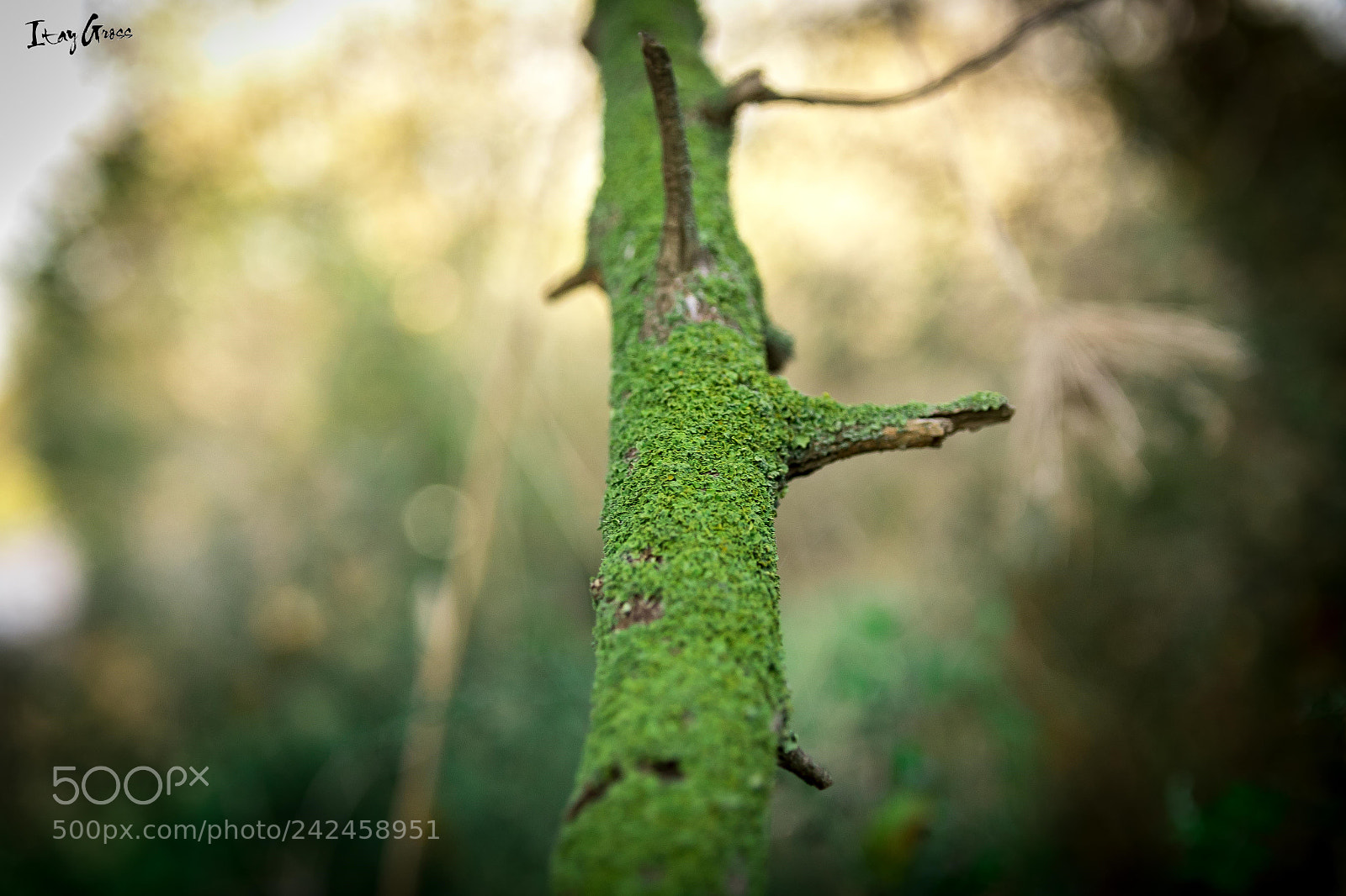Canon EOS 7D Mark II sample photo. Untitled photography