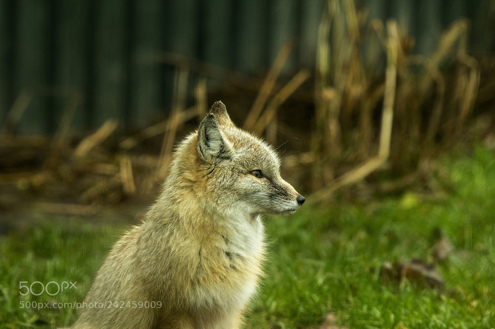 Canon EOS 7D Mark II sample photo. Silver fox photography