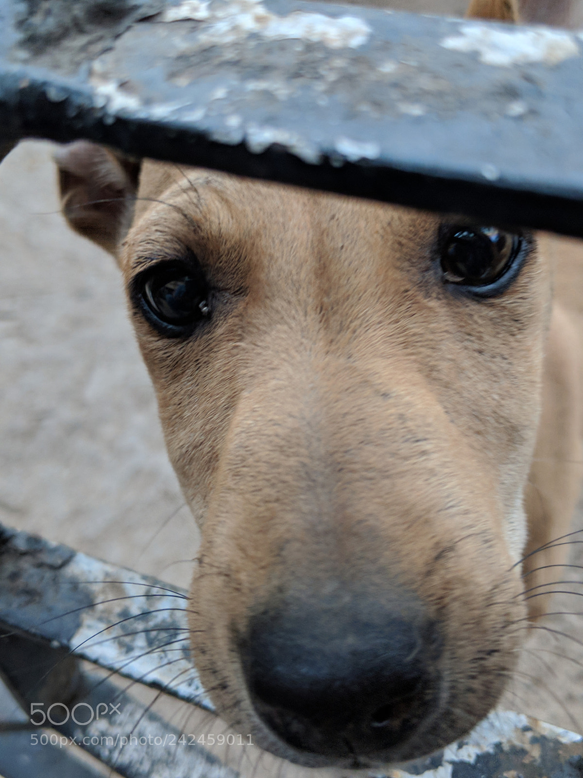 Google Pixel 2 sample photo. Street puppy @my door photography