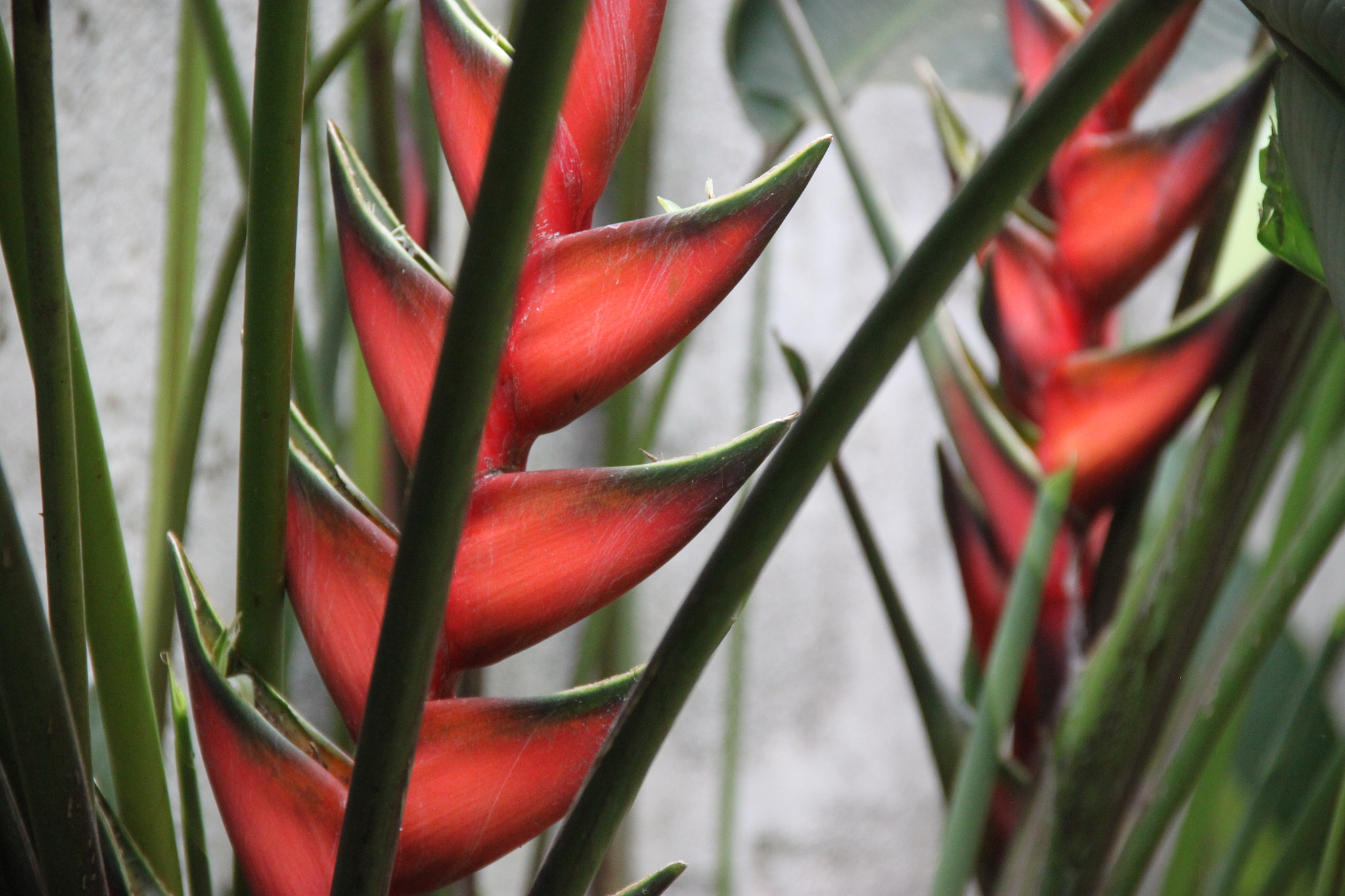 Canon EOS 500D (EOS Rebel T1i / EOS Kiss X3) sample photo. Heliconia in tanzania photography