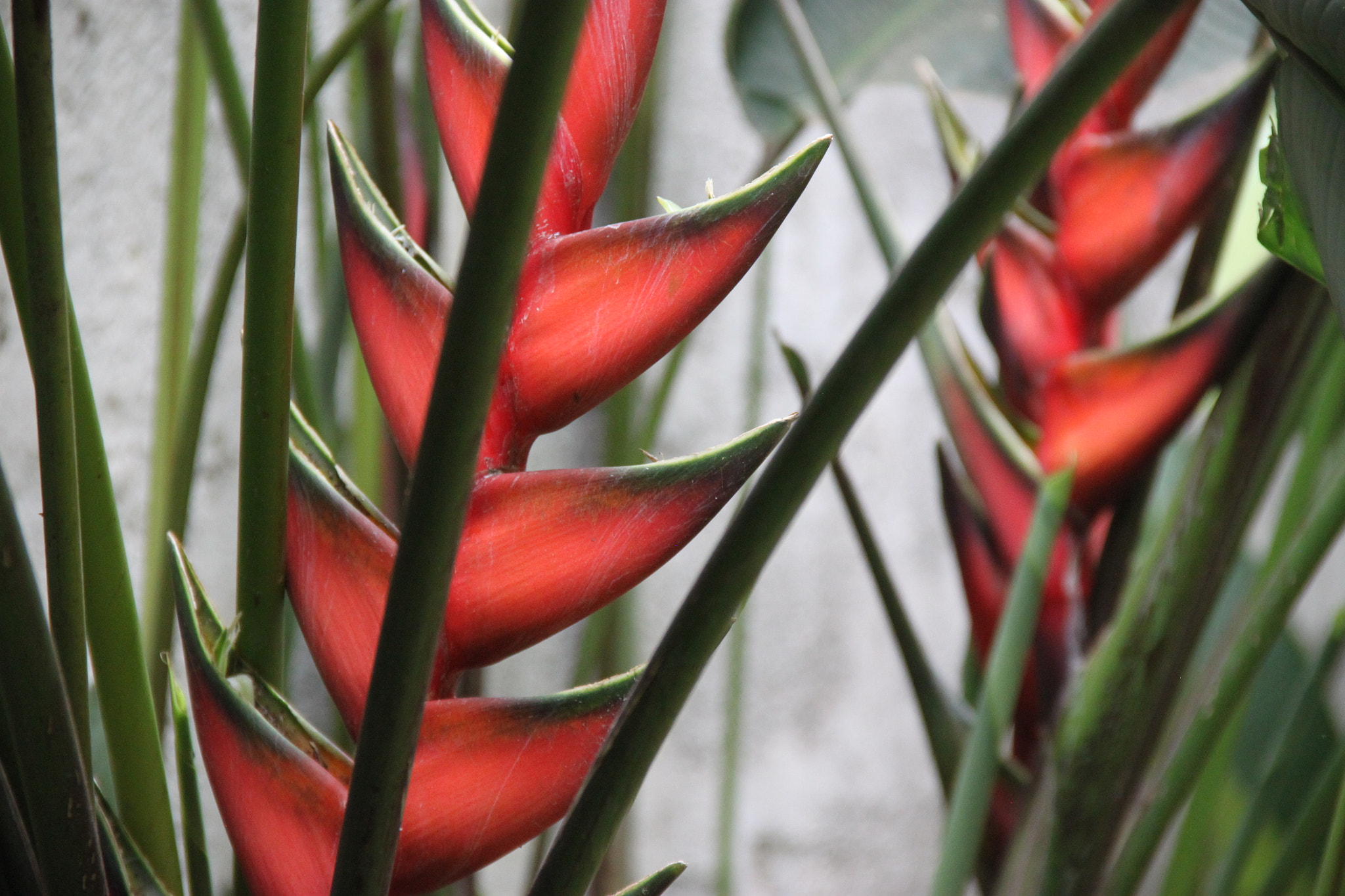 Canon EF-S 18-135mm F3.5-5.6 IS sample photo. Heliconia in tanzania photography