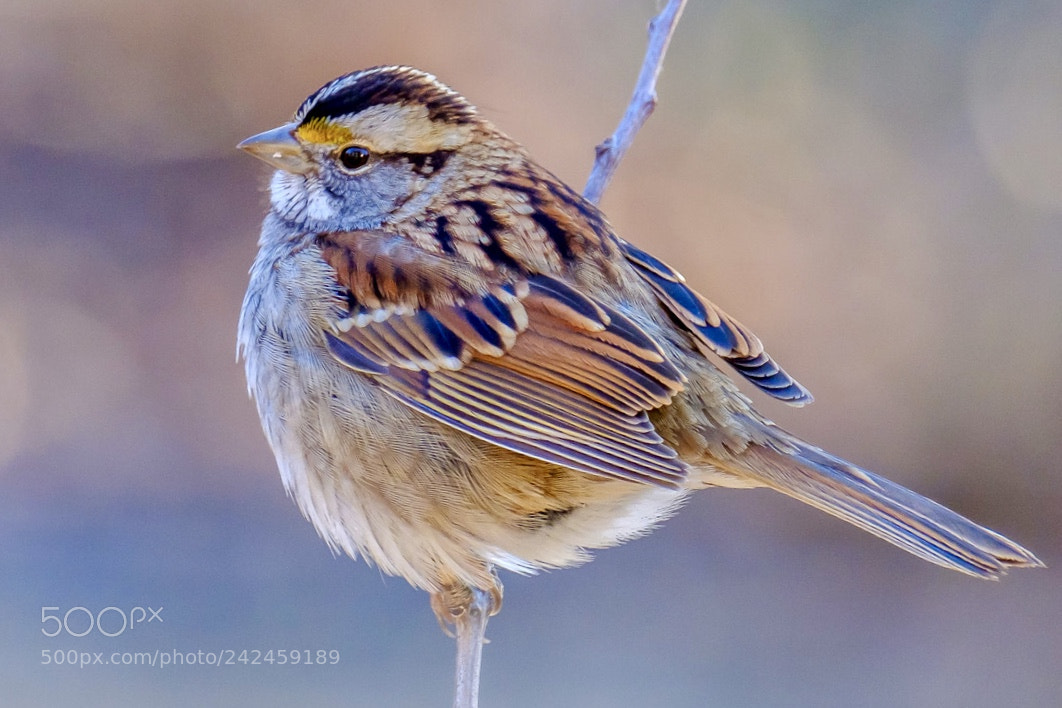 Fujifilm X-T2 sample photo. Morning glow the white-throated photography