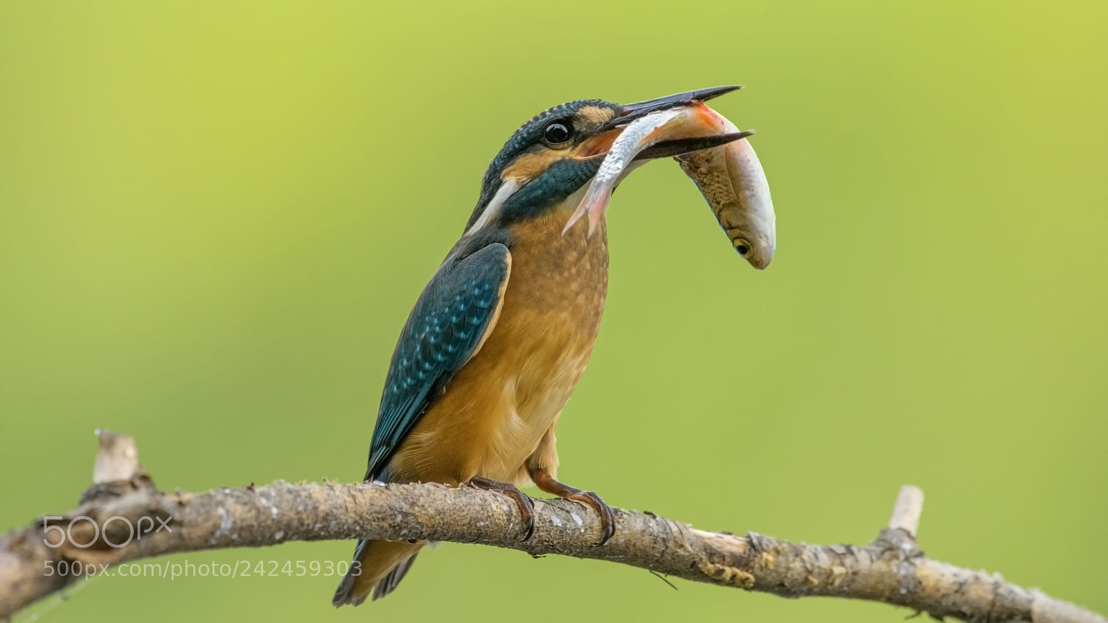 Nikon D500 sample photo. Kingfisher photography