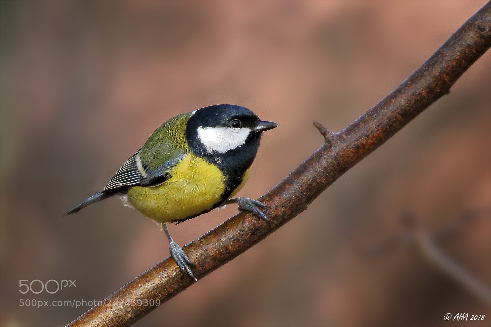Canon EOS 7D Mark II sample photo. Great tit on a photography